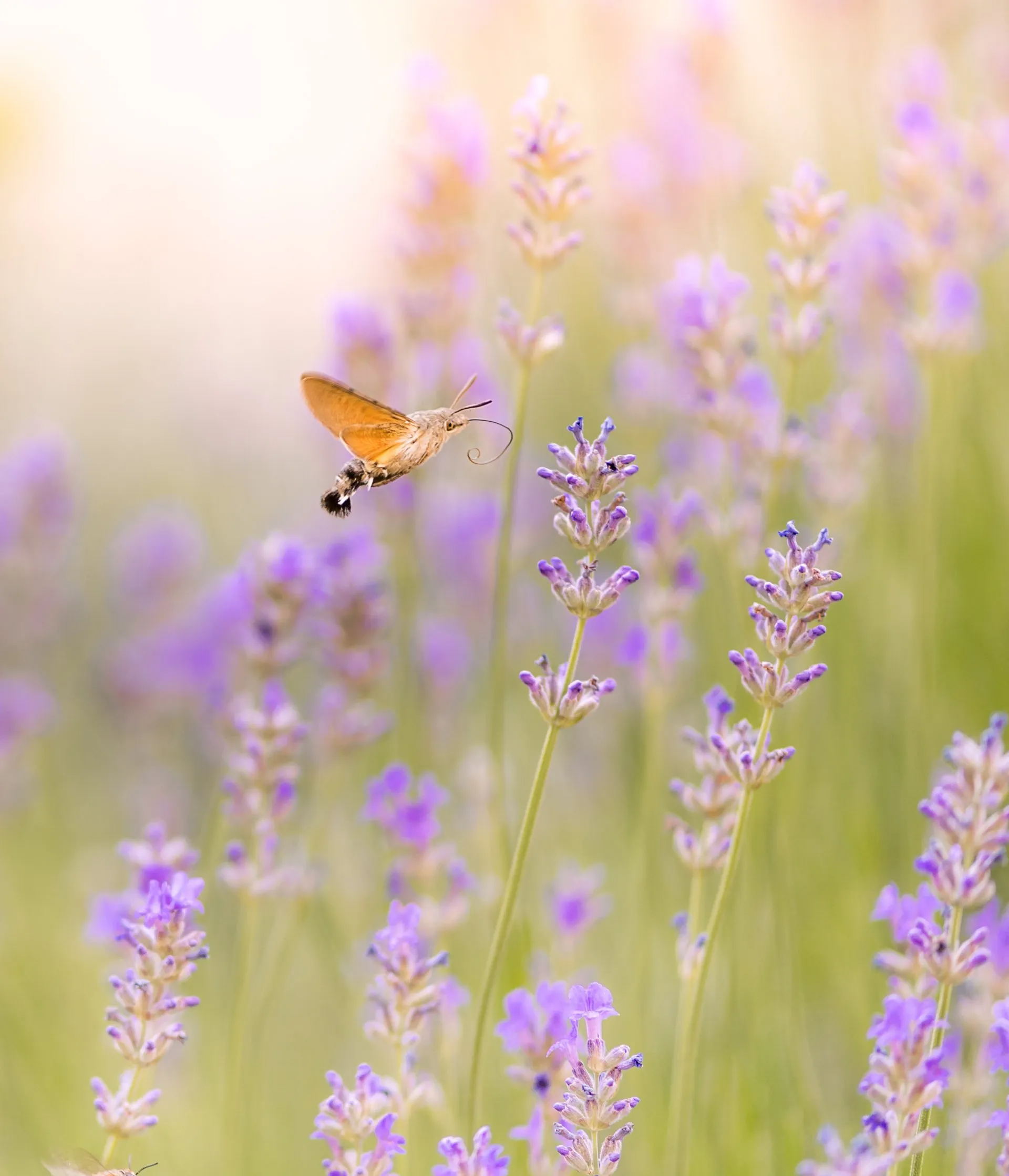 Polilla colibrí revoloteando sobre flores de lavanda.
