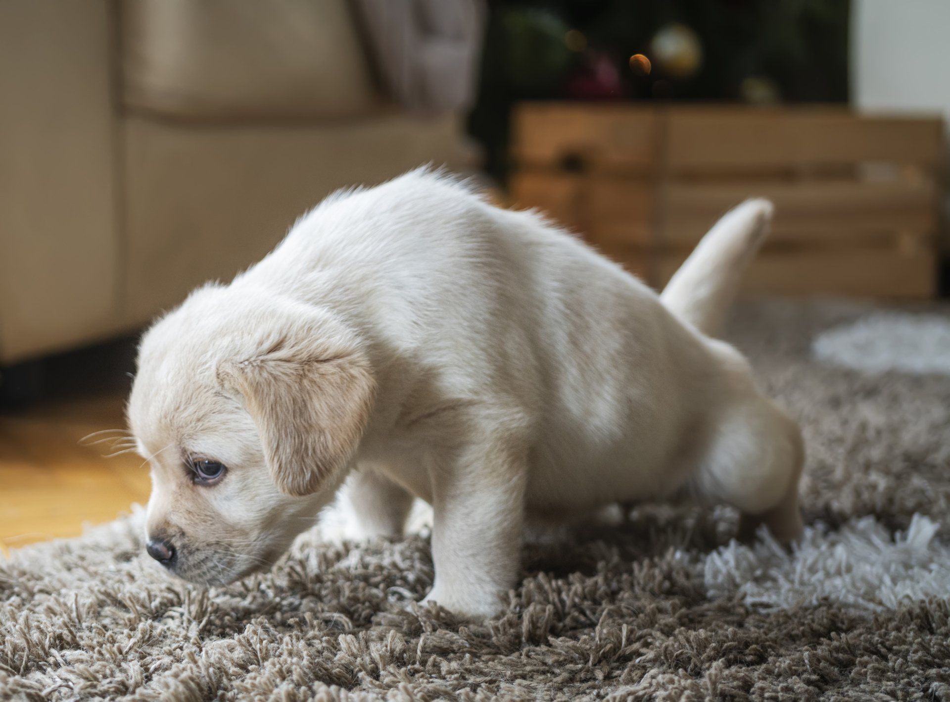 Yellow Labrador puppy sniffing a light brown rug, indoors.