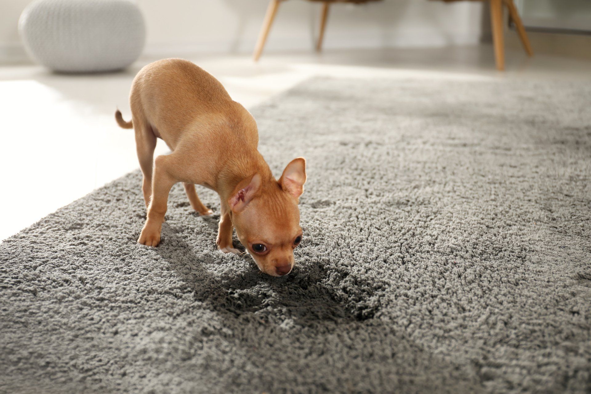 Dog Vomit On Carpet — South Bend, IN — MasterCare Inc.