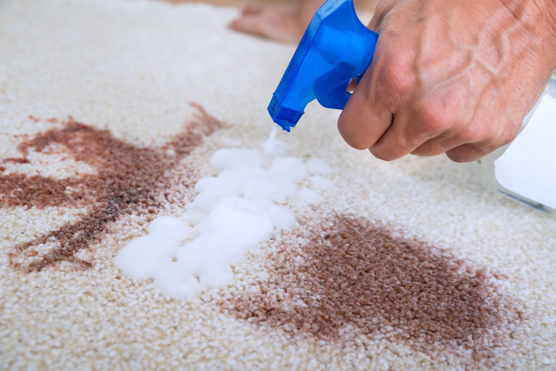 Professional carpet cleaner in Mishawaka, IN, cleaning carpet stain with professional equipment.