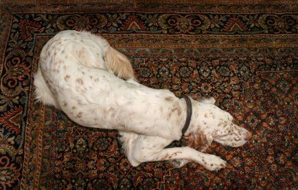 Dog Lying On The Oriental Rug — South Bend, IN — MasterCare Inc.