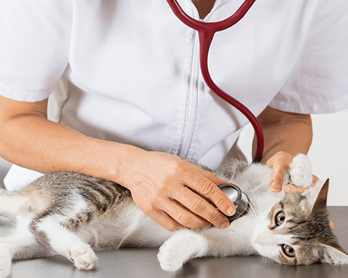 una veterinaria che visita un gatto