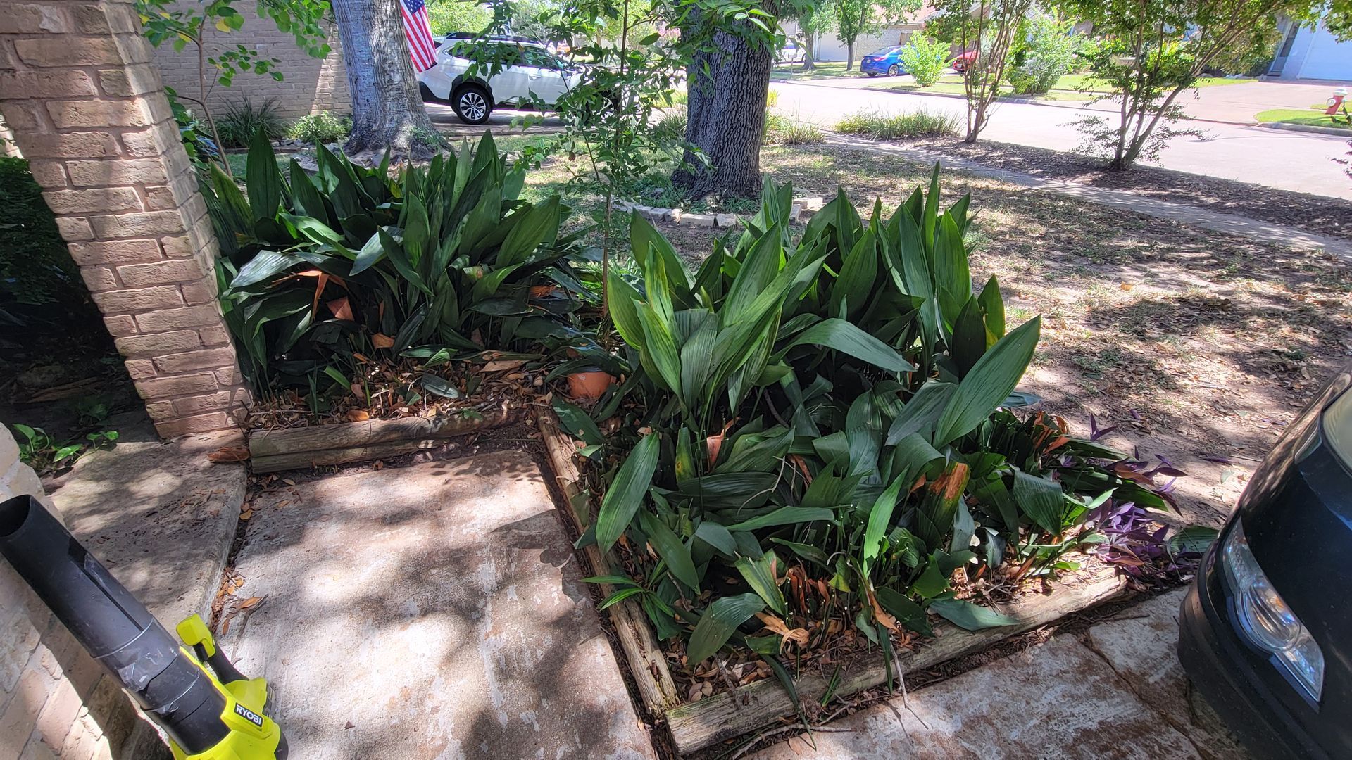 Bird of paradise plants in a landscaped yard. A leaf blower sits on the walkway.