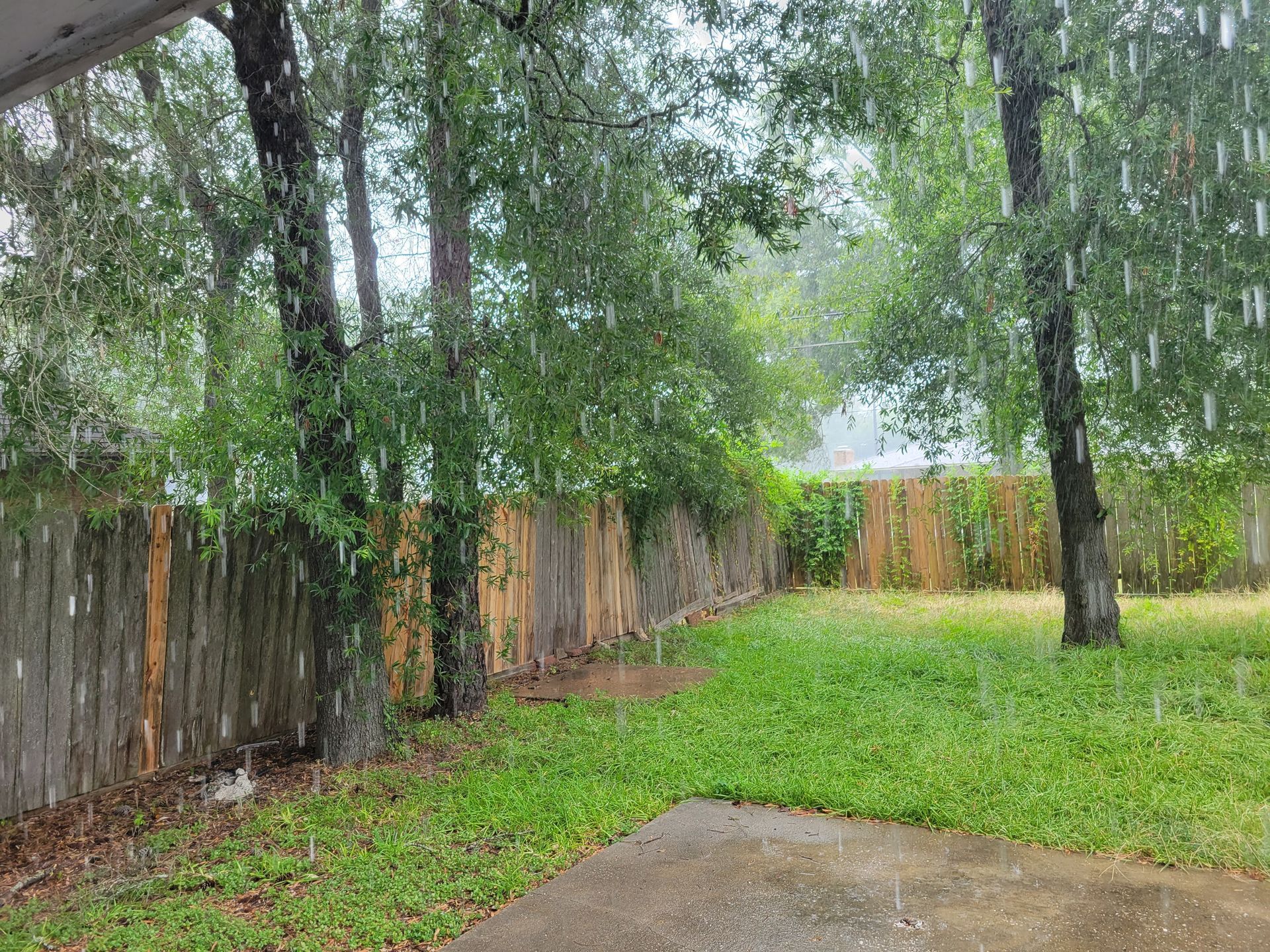 Rain falling in a backyard with trees, green grass, and a wooden fence.