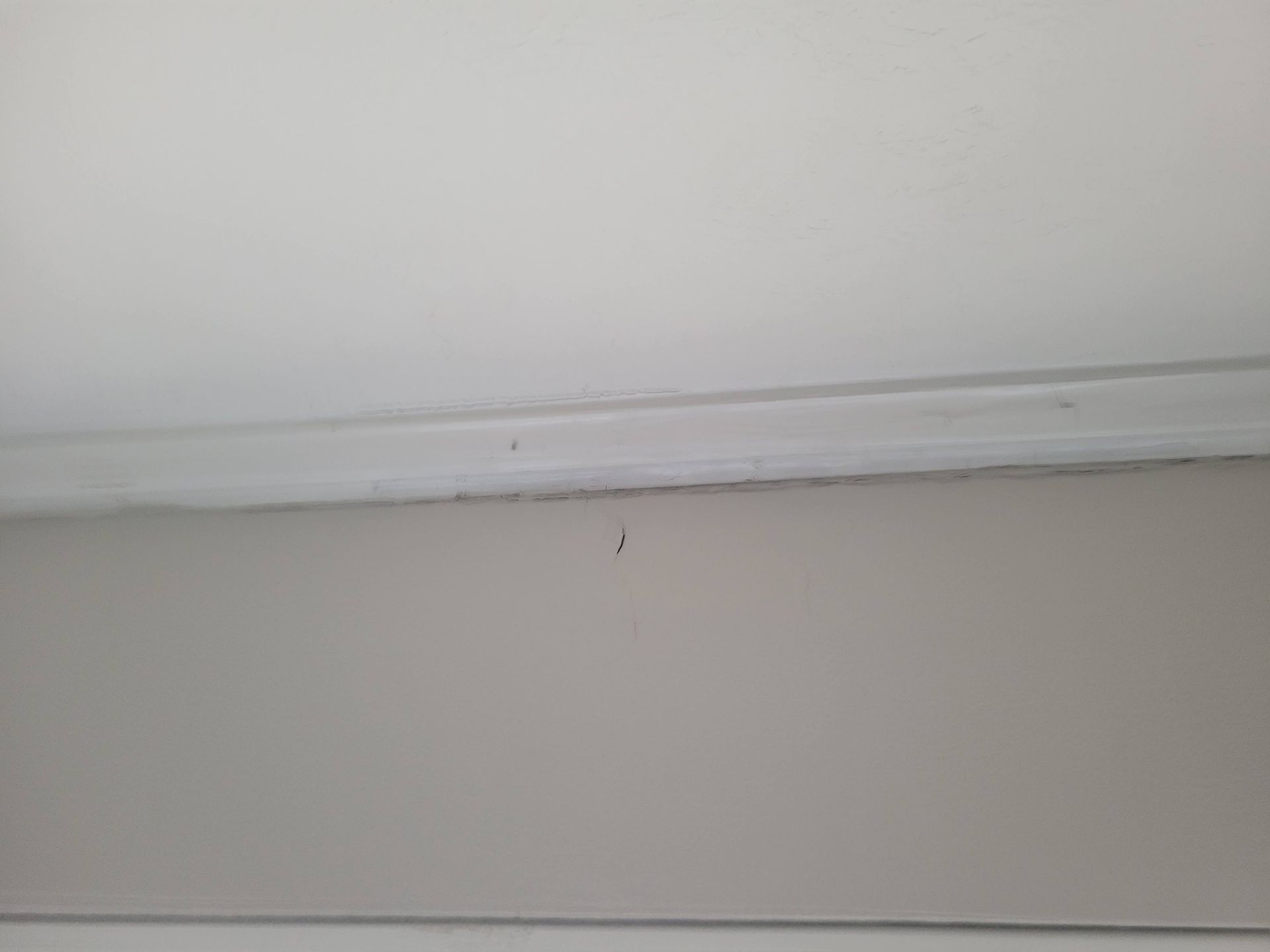 White ceiling and wall meeting at a decorative molding; small dark speck appears below the molding.