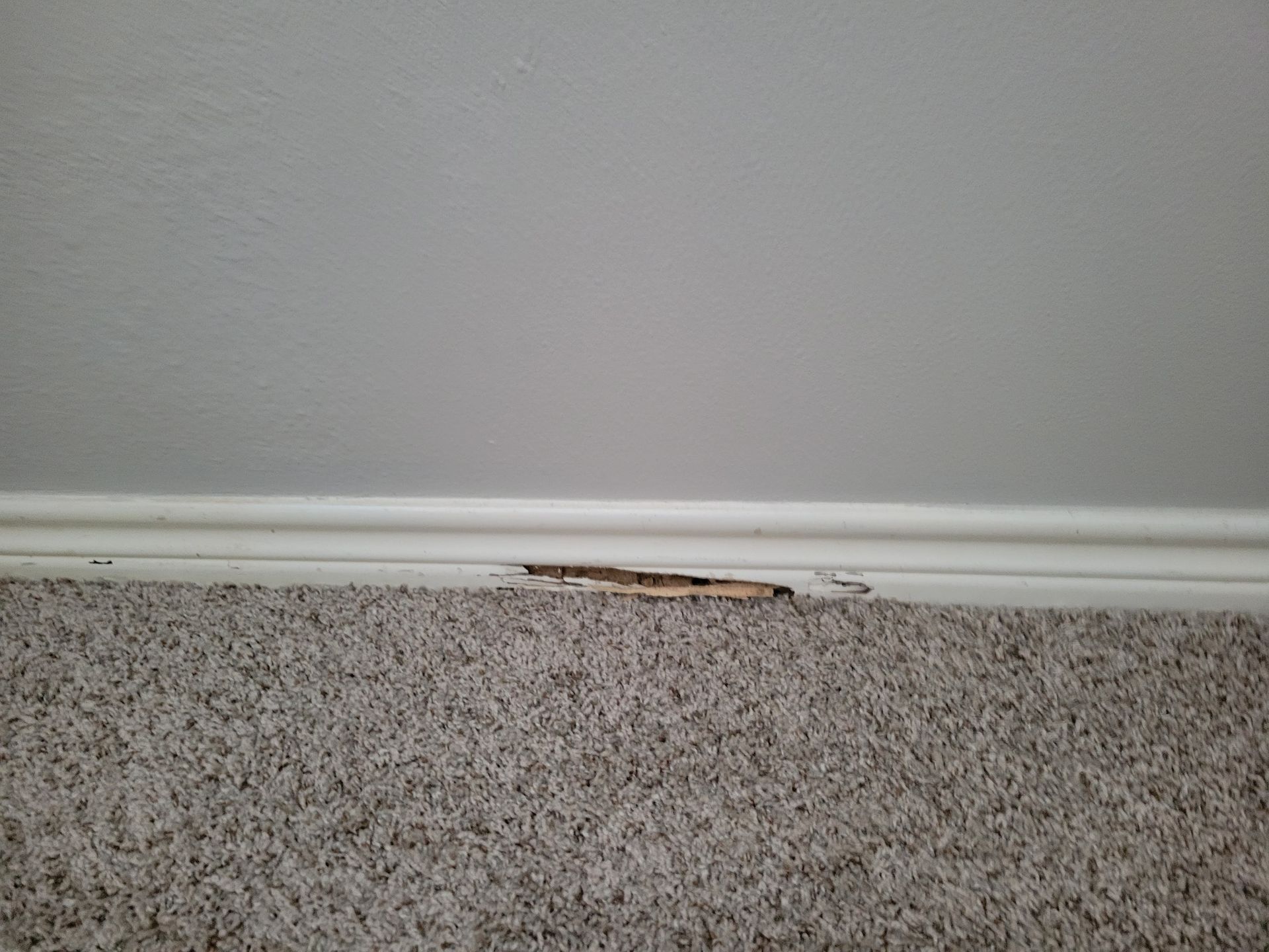 Damage to white baseboard with tan carpet and gray wall.