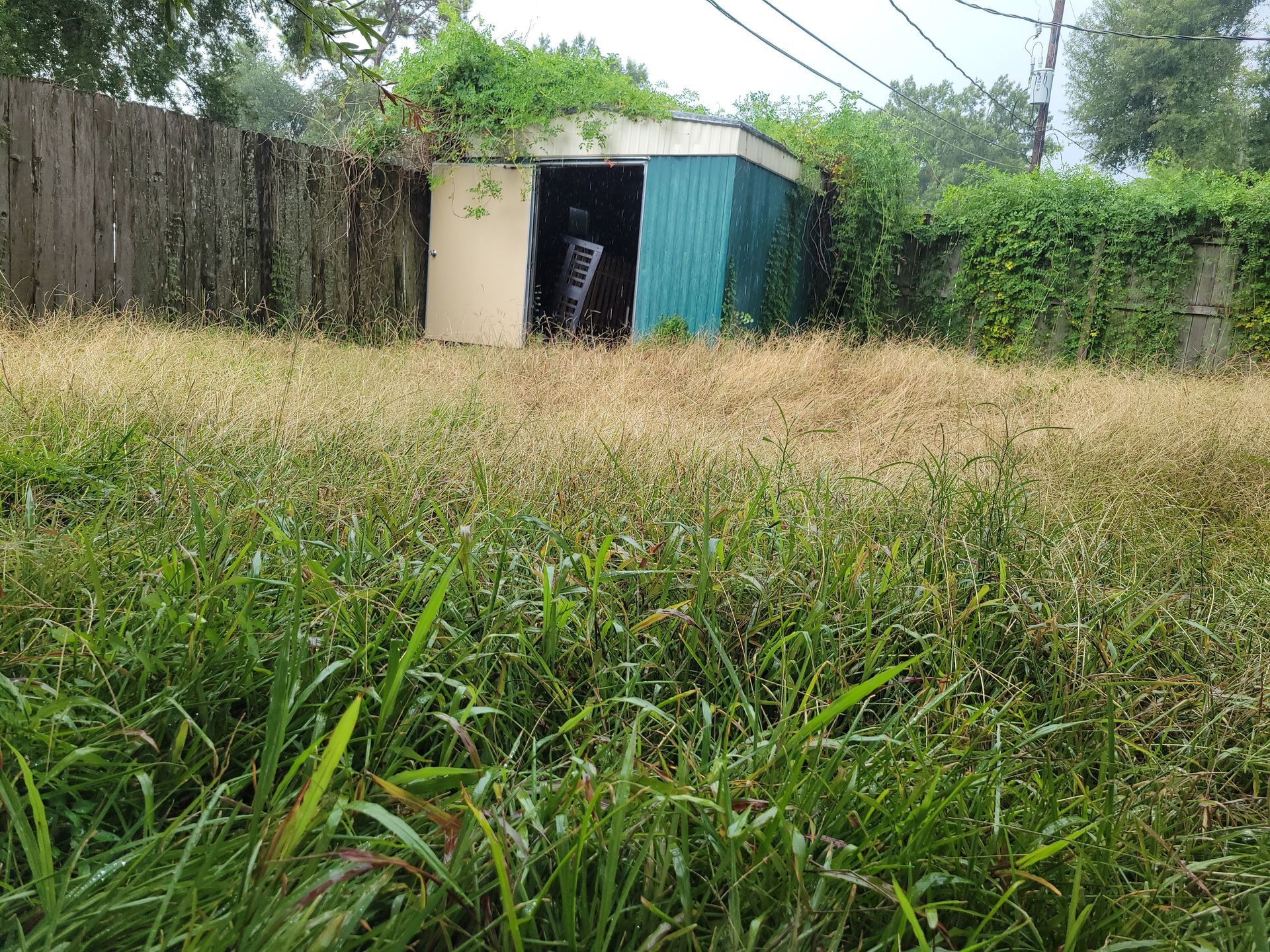 Overgrown grassy yard with a small shed and a weathered fence in the background.