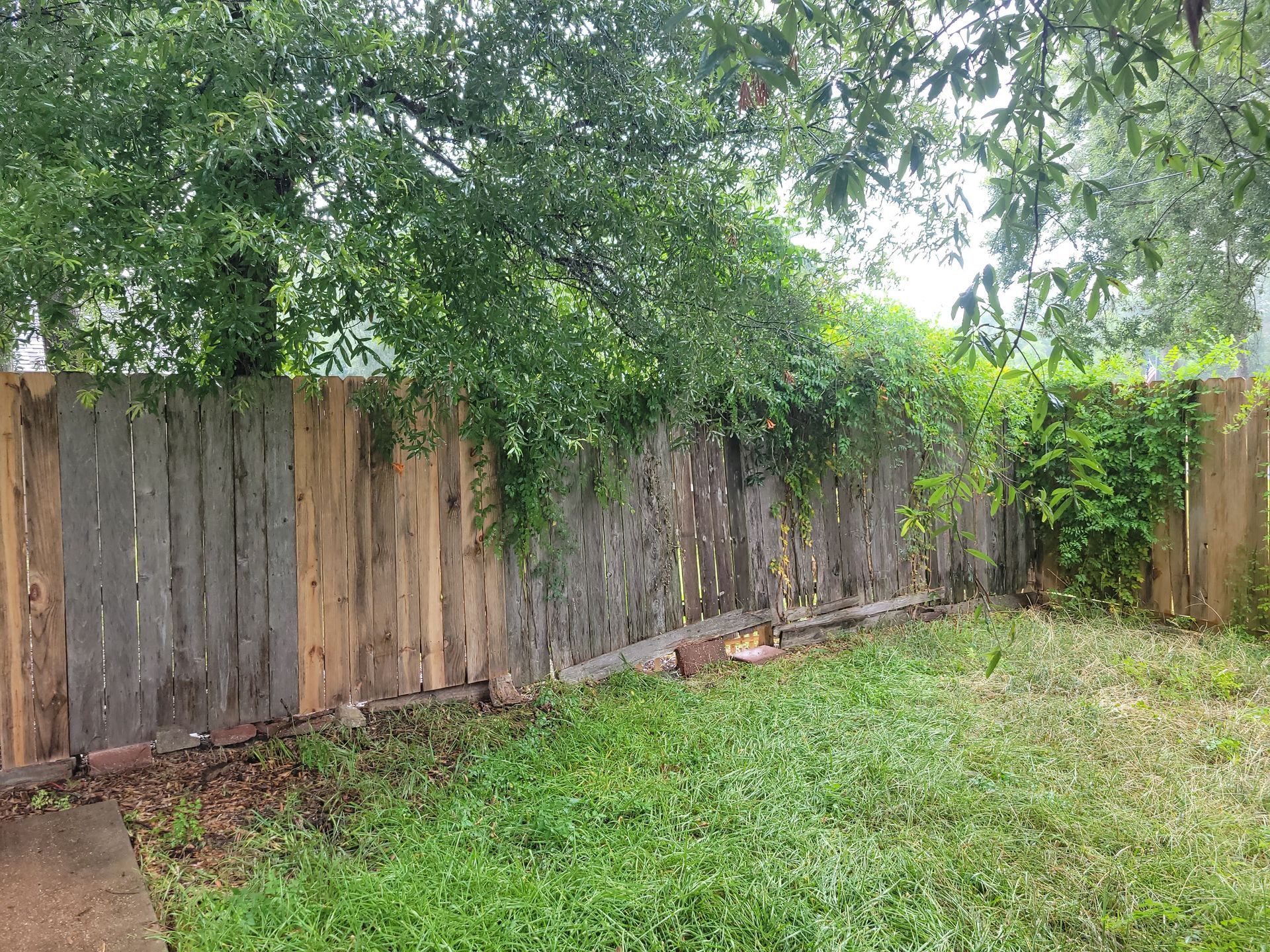 Wooden fence with vines growing on it, grassy yard, trees in the background.