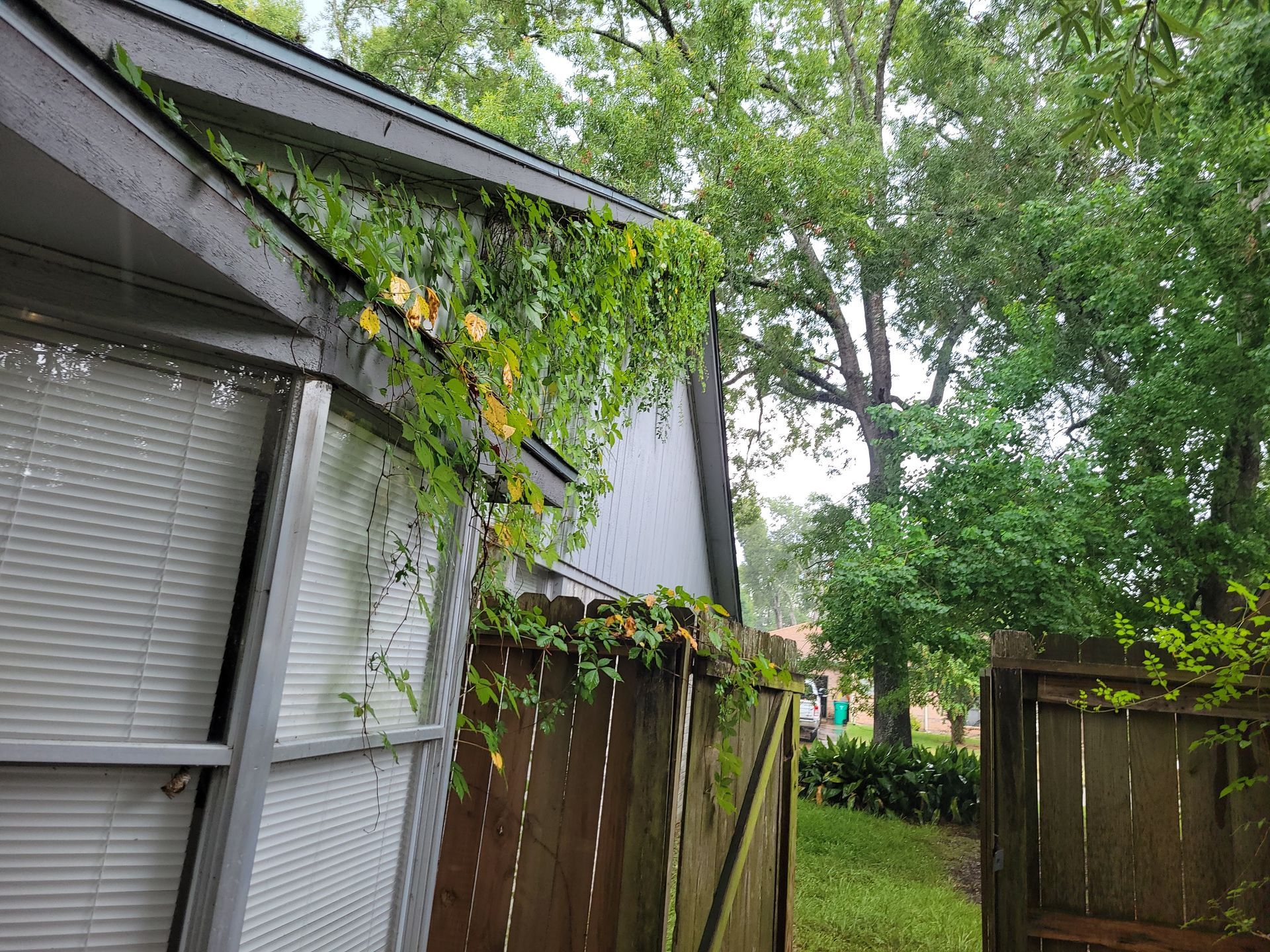 Green vines growing on a gray house and a wooden fence, with trees in the background.