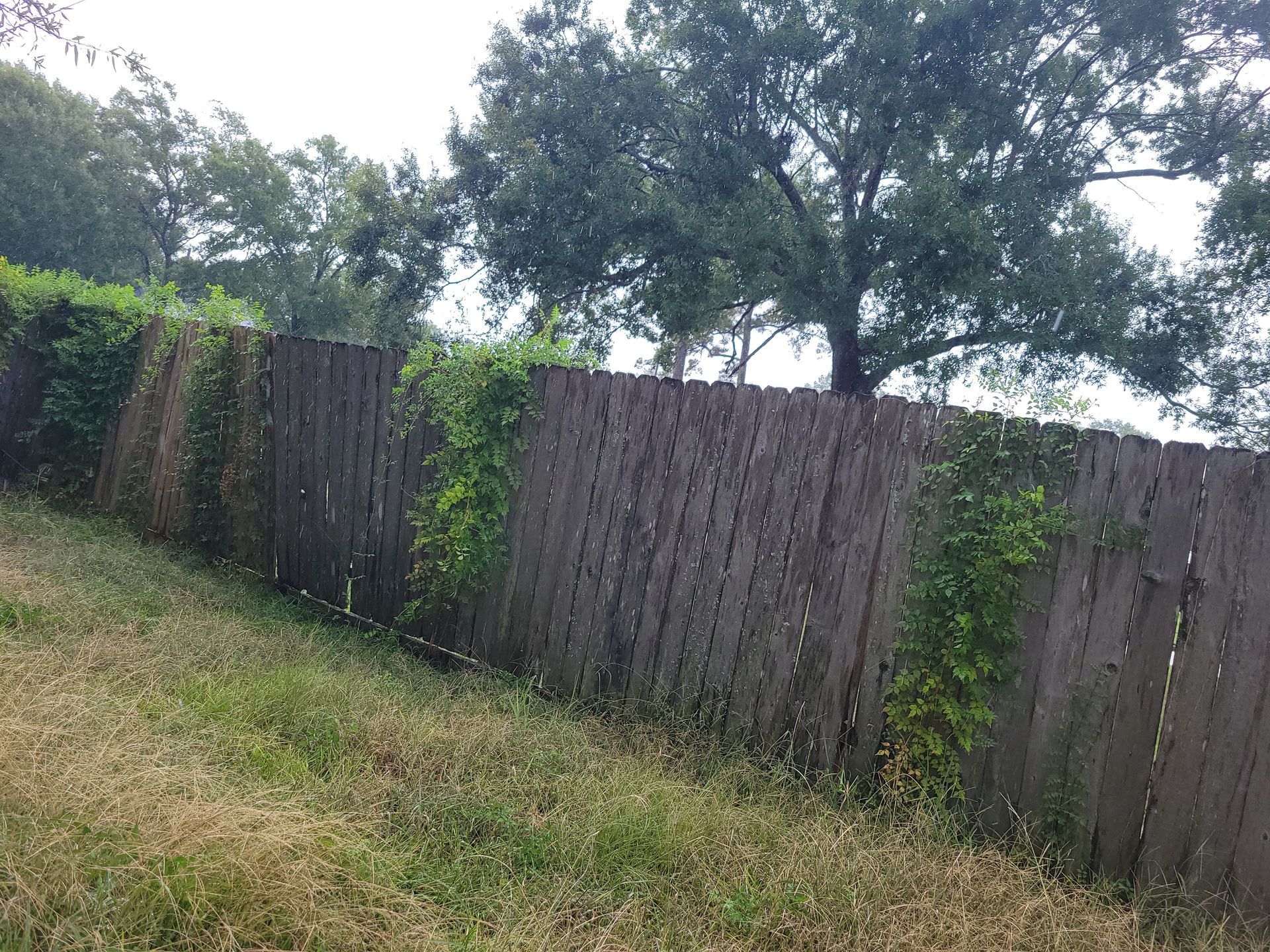 Wooden fence with green vines growing up it, on a grassy hillside, trees in background.