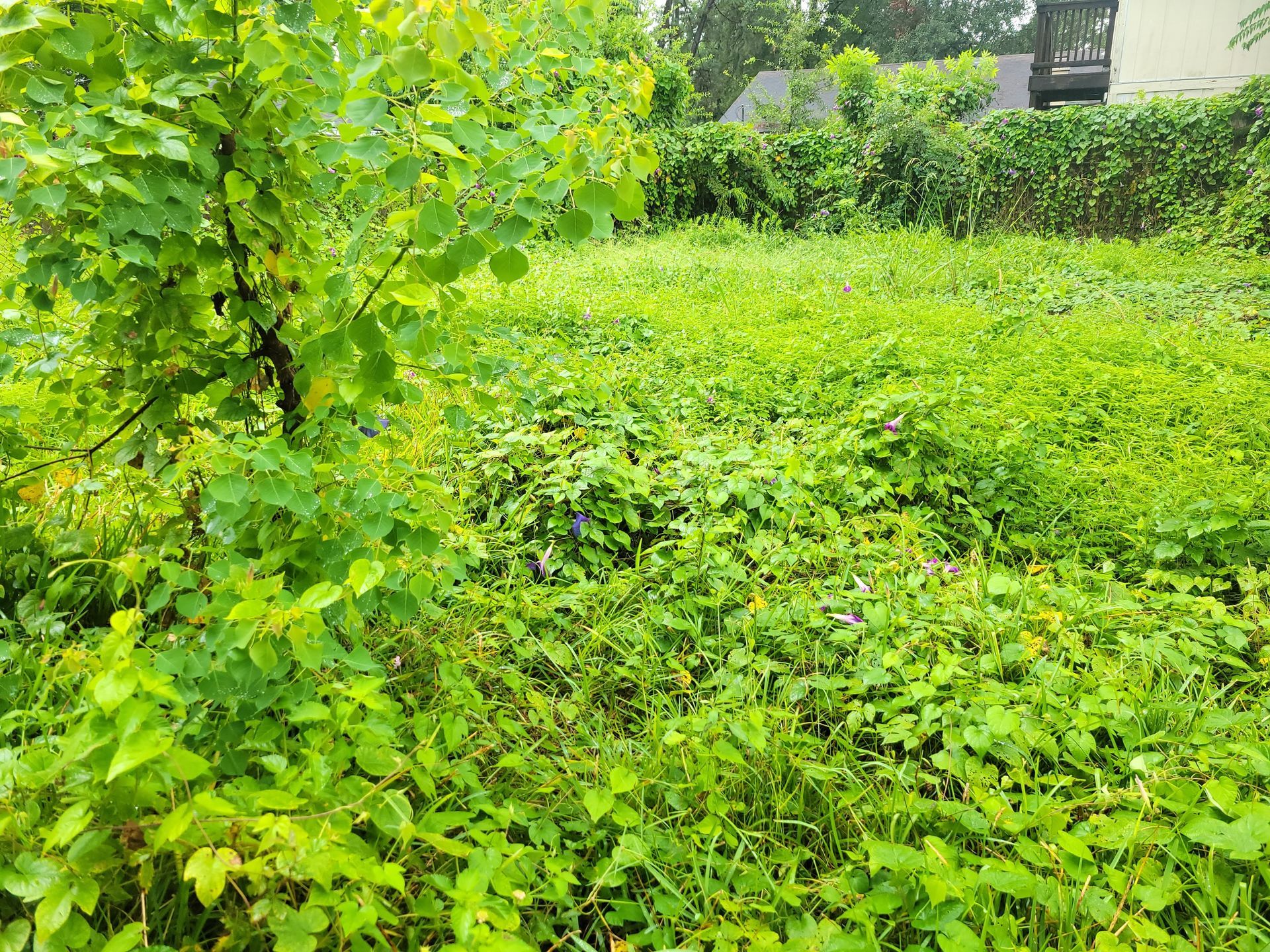 Lush green field overgrown with vegetation, small tree on left, houses in the background.