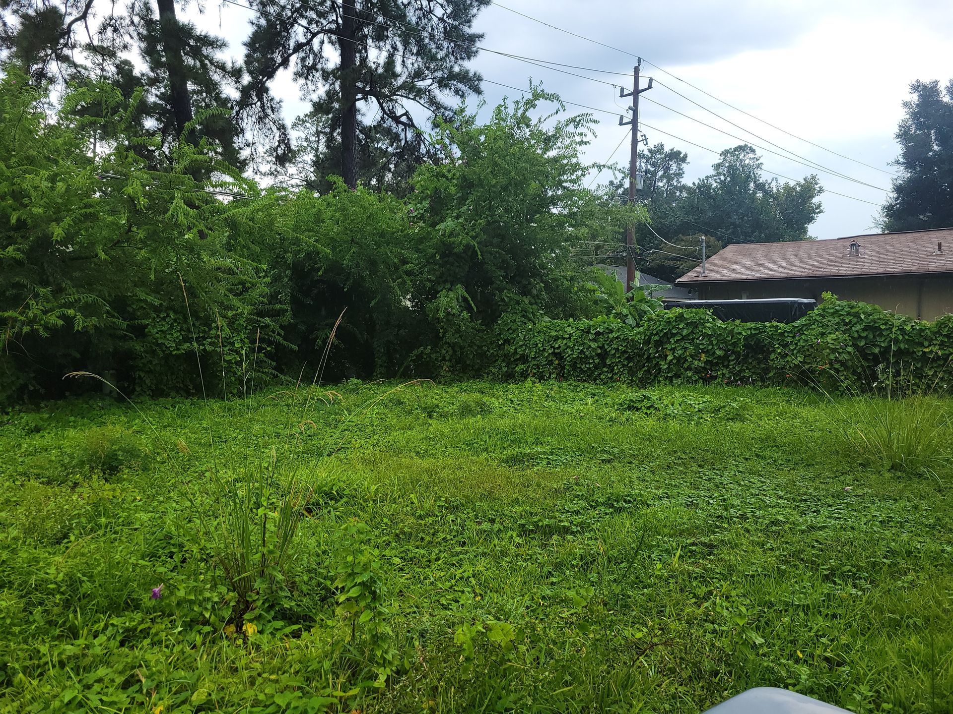 Grassy field with dense green vegetation, trees, and a house under a cloudy sky.
