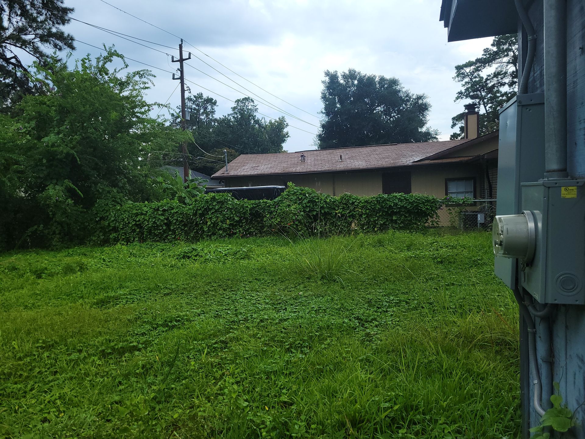 Overgrown yard with a house and electrical box visible. Cloudy sky. Lush green vegetation dominates the scene.