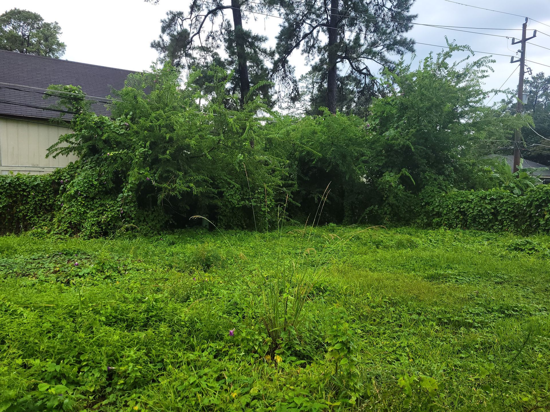 Green overgrowth covers a grassy field in front of a building with tall trees in the background.