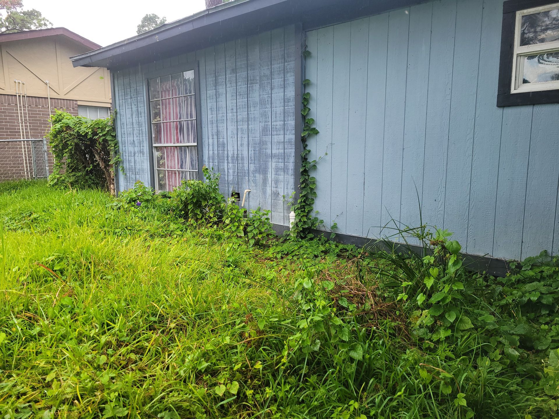 Overgrown grassy yard next to a weathered blue-painted building with peeling paint.