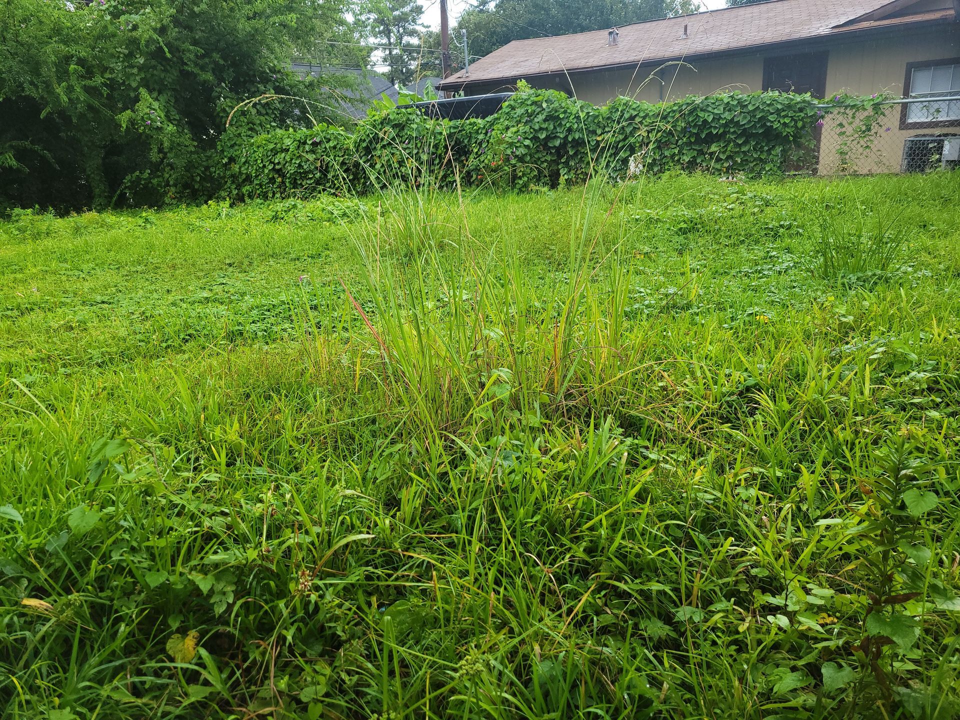 Overgrown backyard with green grass, weeds, and a house in the background.