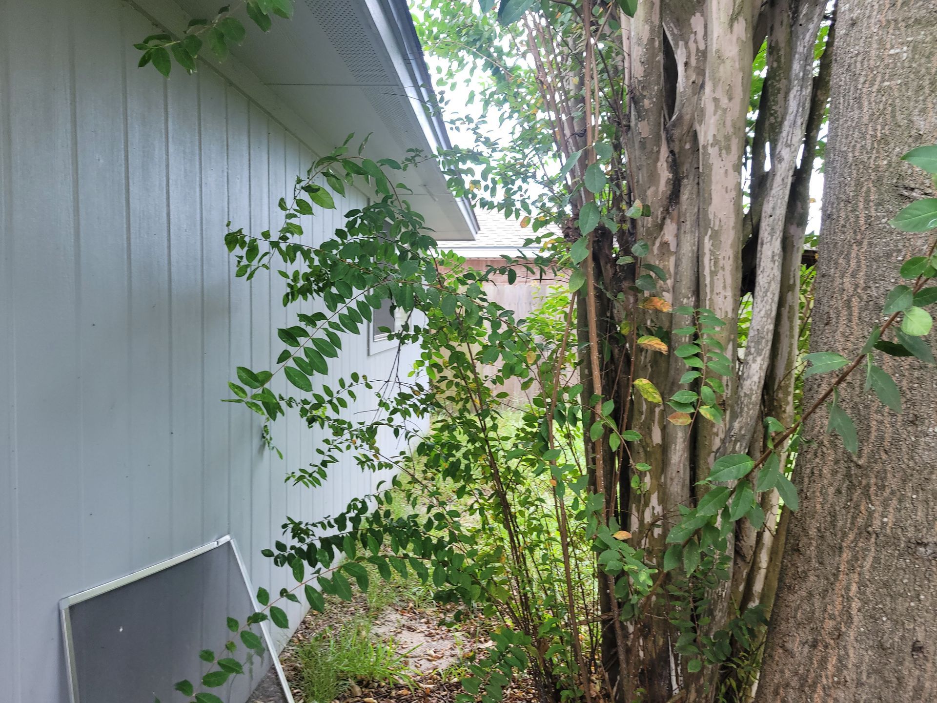 A light blue building with green vegetation and tree trunks to the right. A screen rests on the ground.