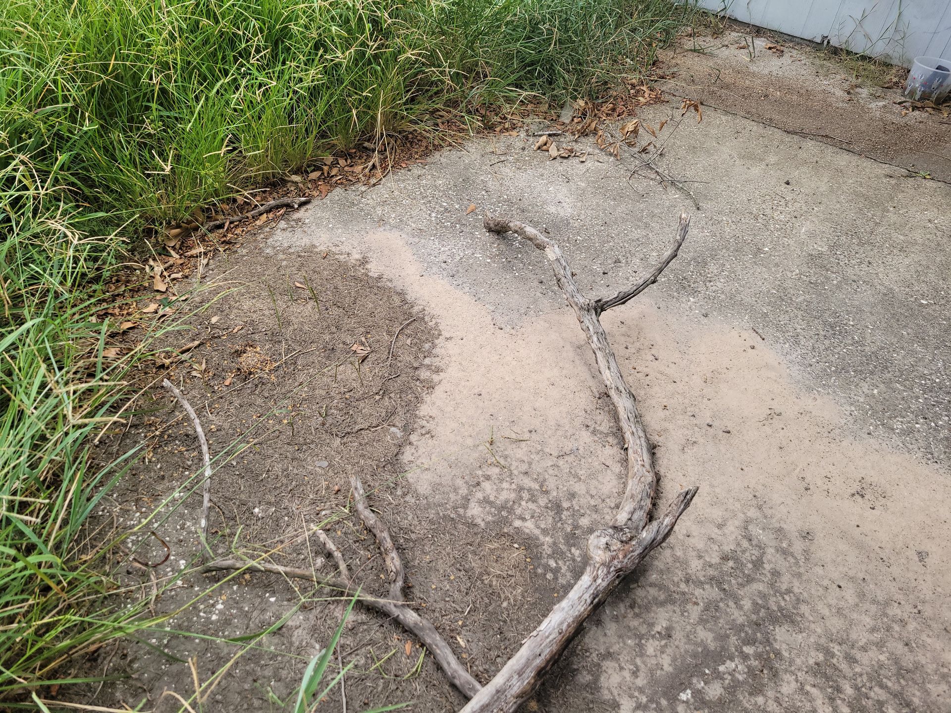 Concrete sidewalk with cracked surface and a tree branch lying on it, surrounded by grass.