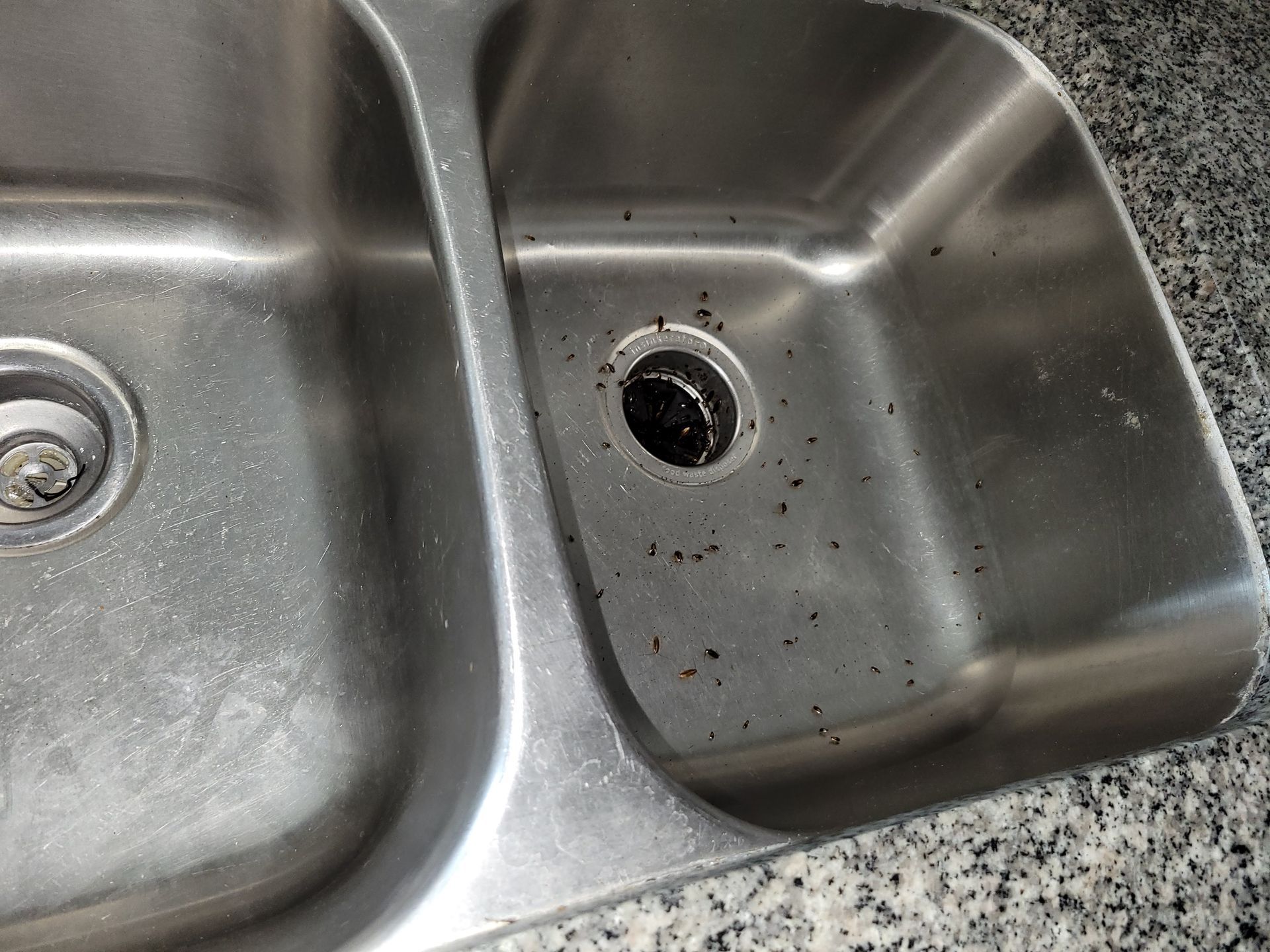 Stainless steel kitchen sink with food debris in the drain.