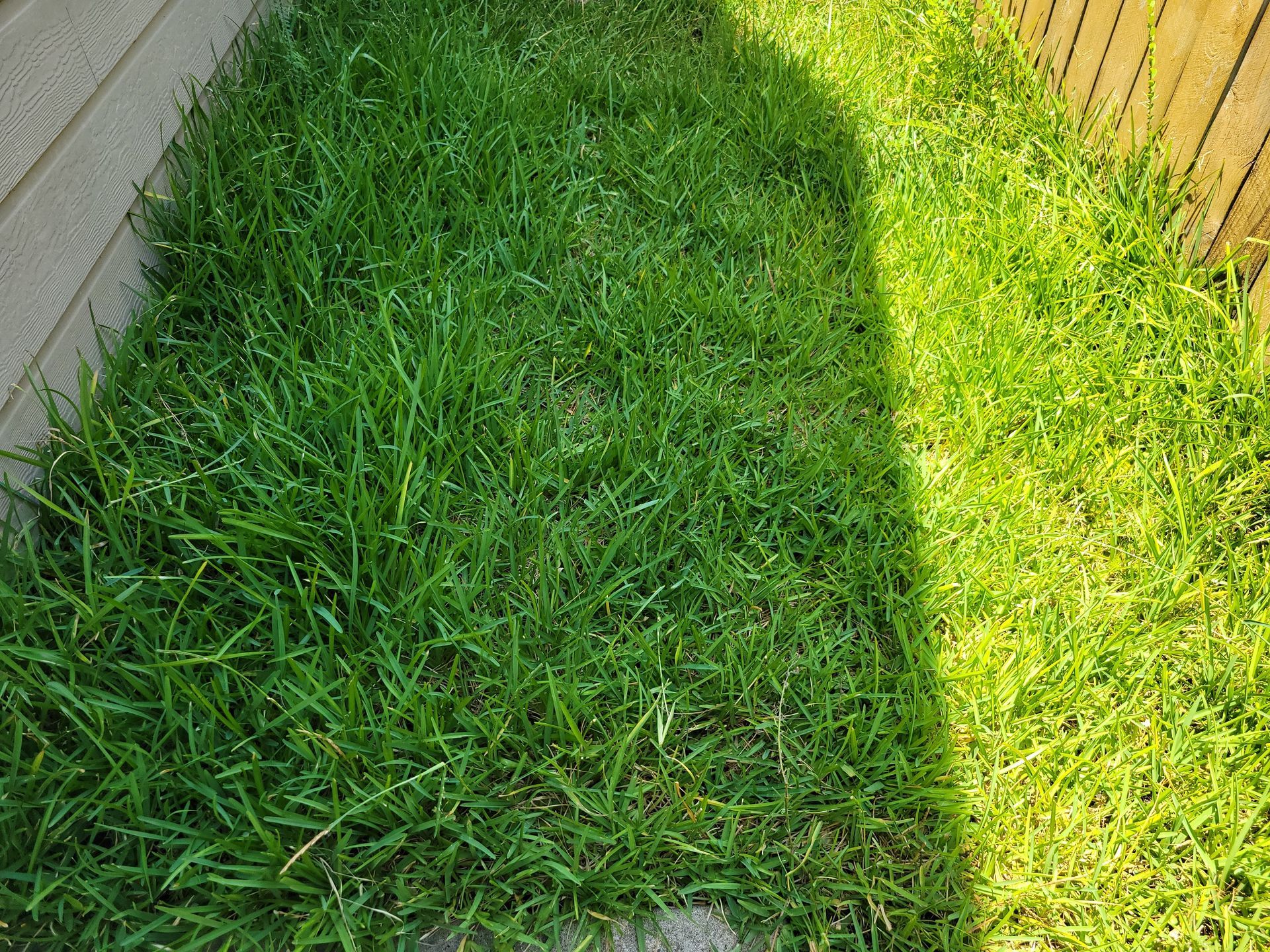 Lush green grass in sunlight next to an area of shadow along a wooden fence.