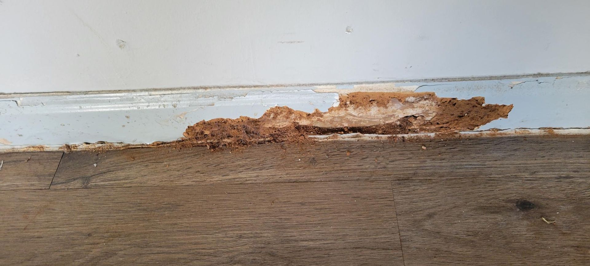 Termite damage on wood. Brown and beige wood is partially eaten away, with white trim above.