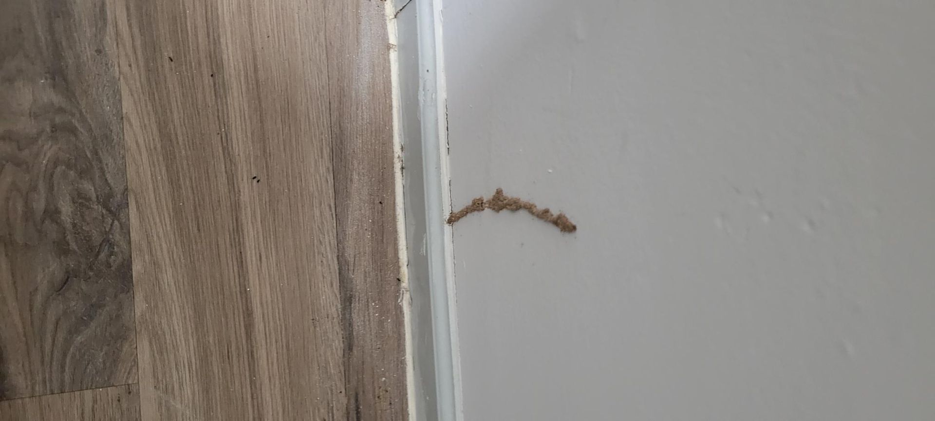Brown wood flooring meets a white wall with a line of termite droppings.