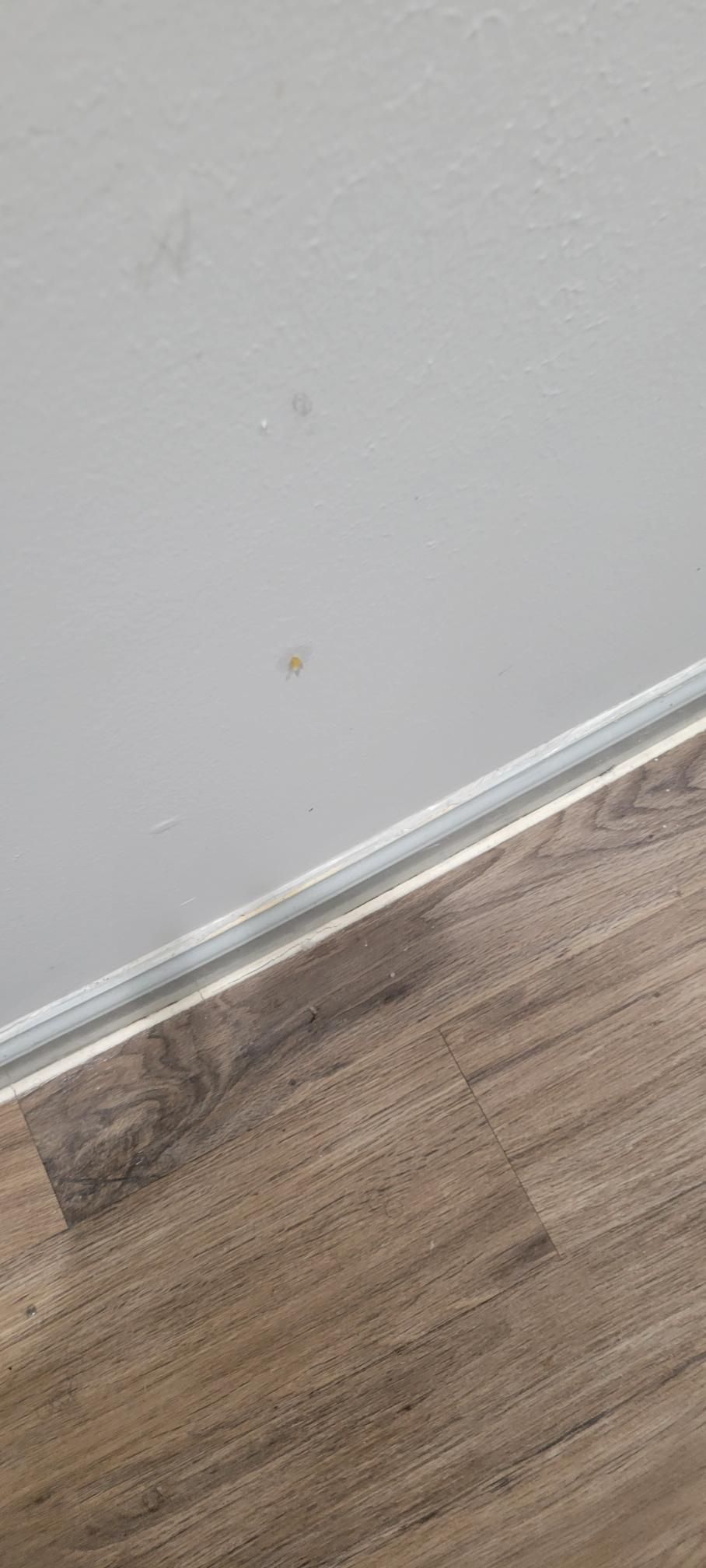 White wall with small blemishes, wooden floor, and white baseboard.