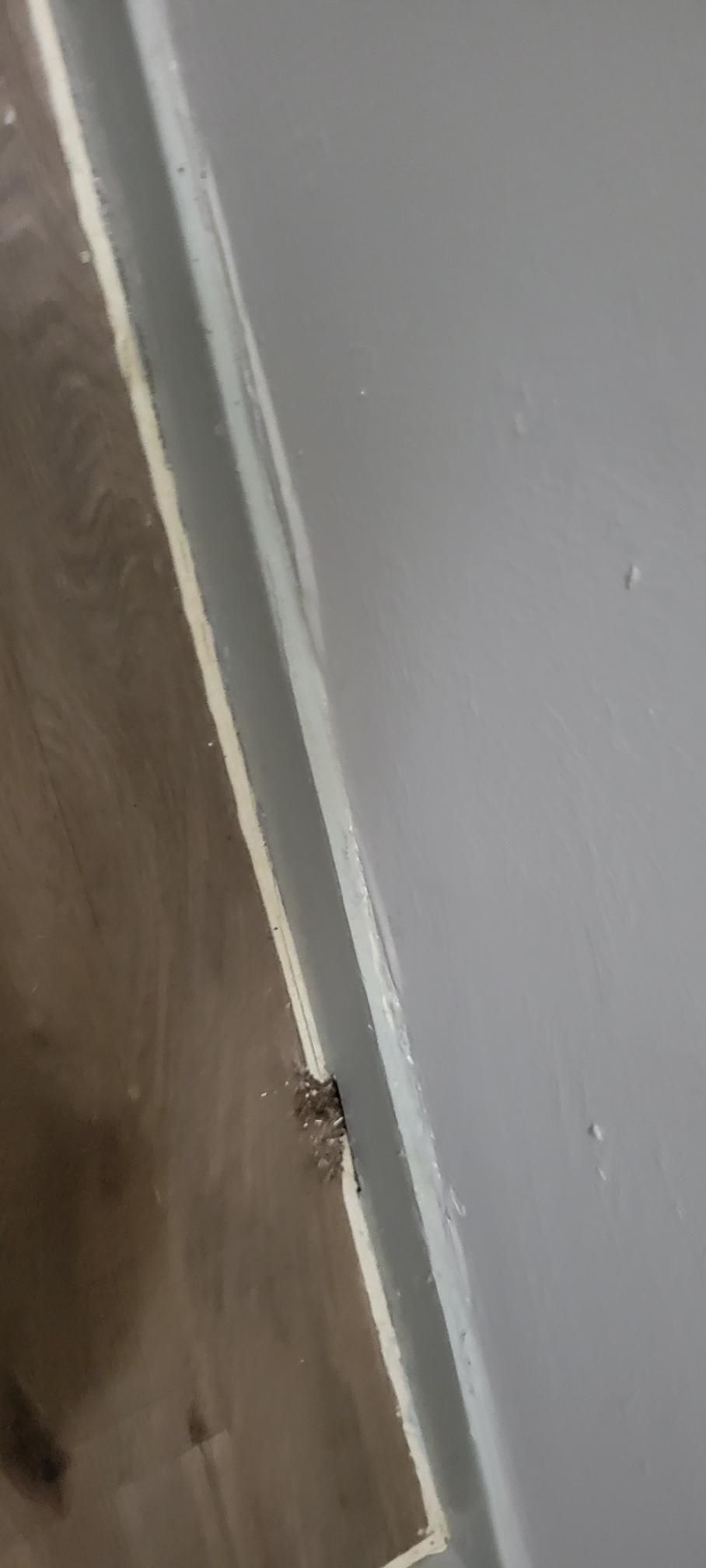 A small spider on a wall near the floor.