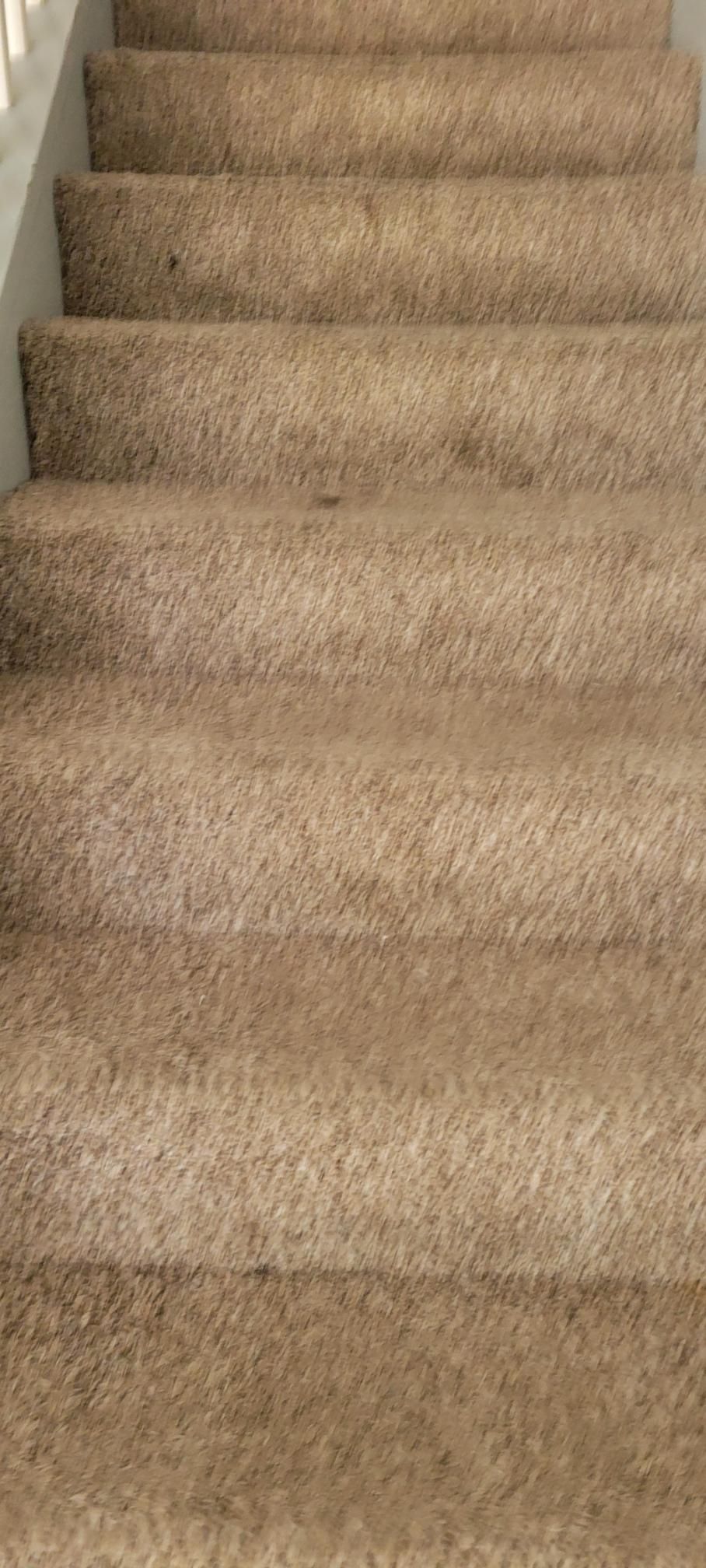 Carpeted staircase with tan steps.