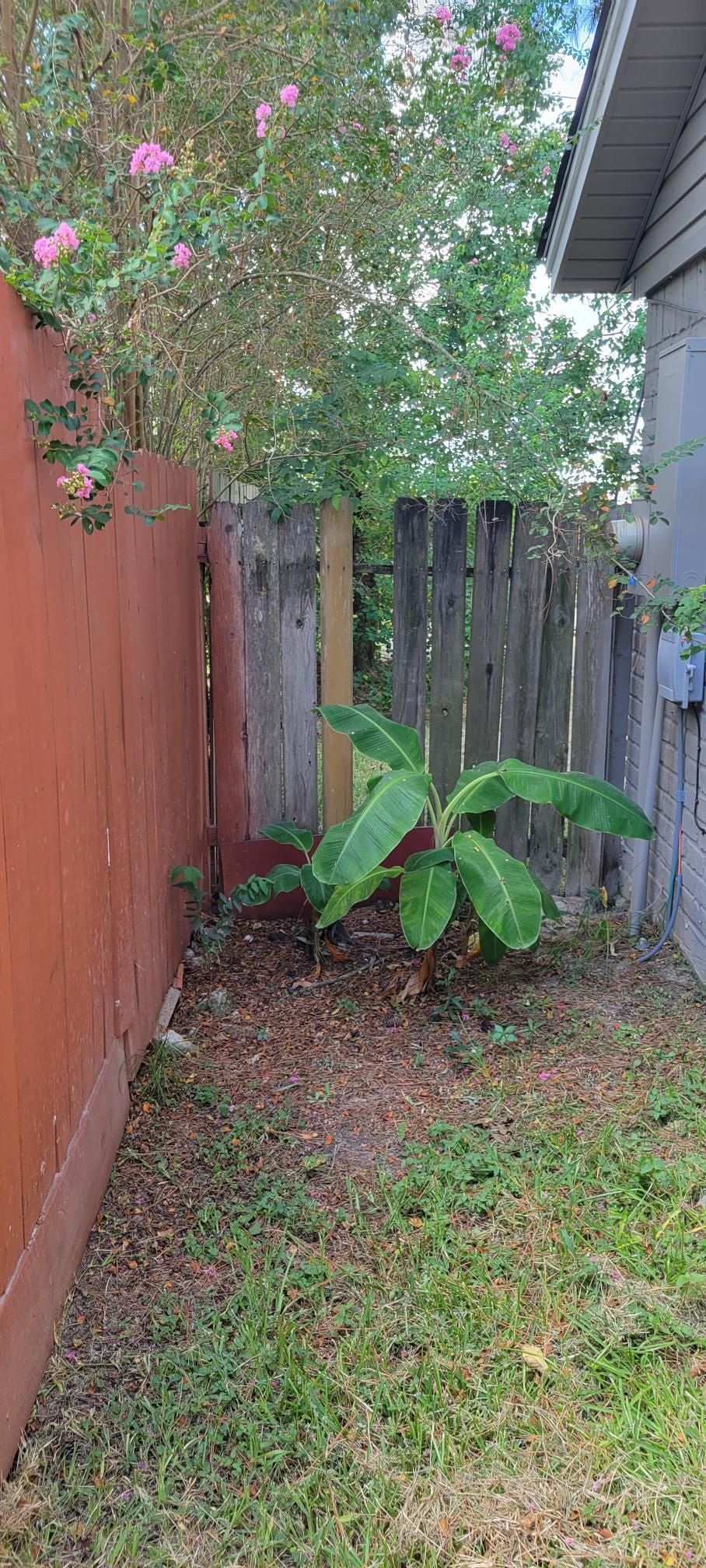 Banana tree growing near a wooden fence and red wall in a backyard with grass.