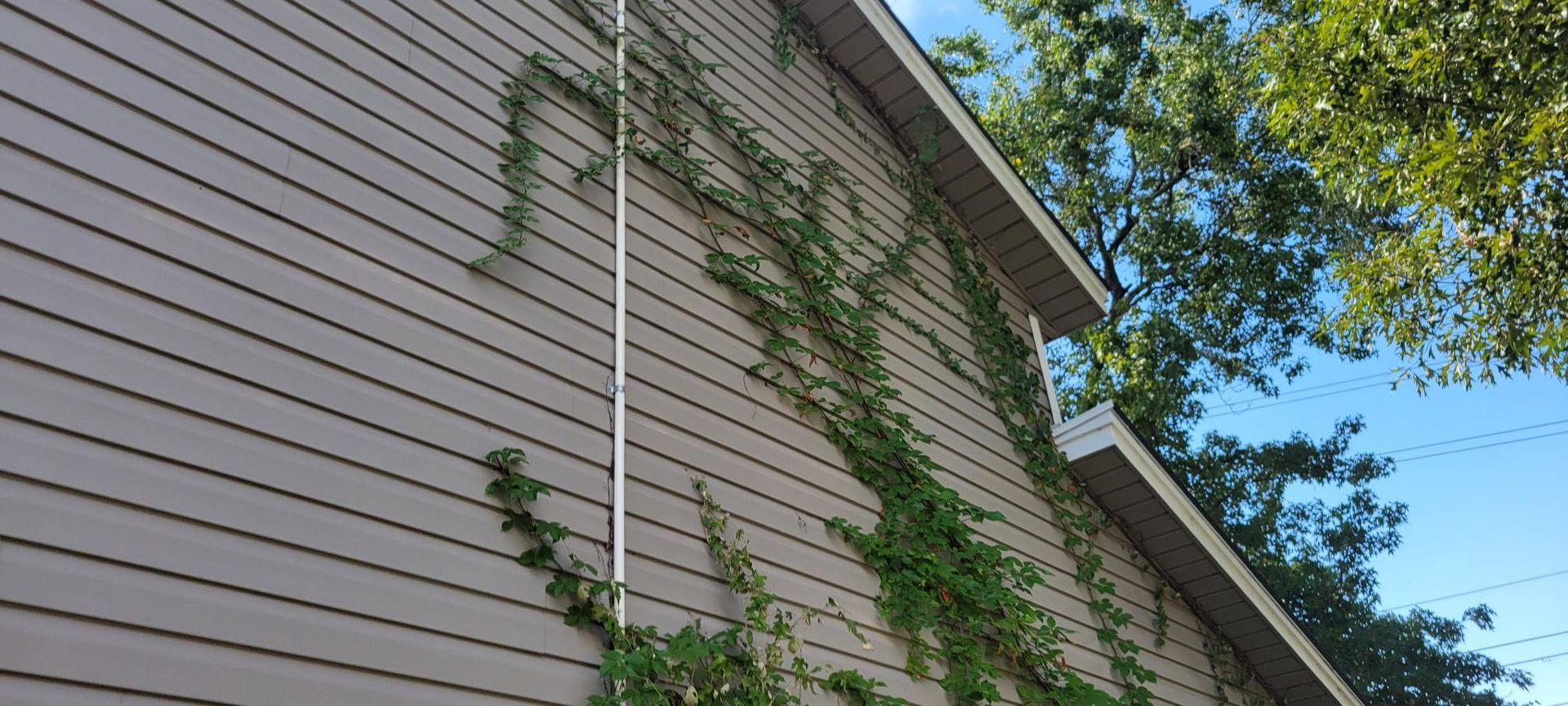 Brown siding with green vines growing up and a white pole. Blue sky and trees in the background.