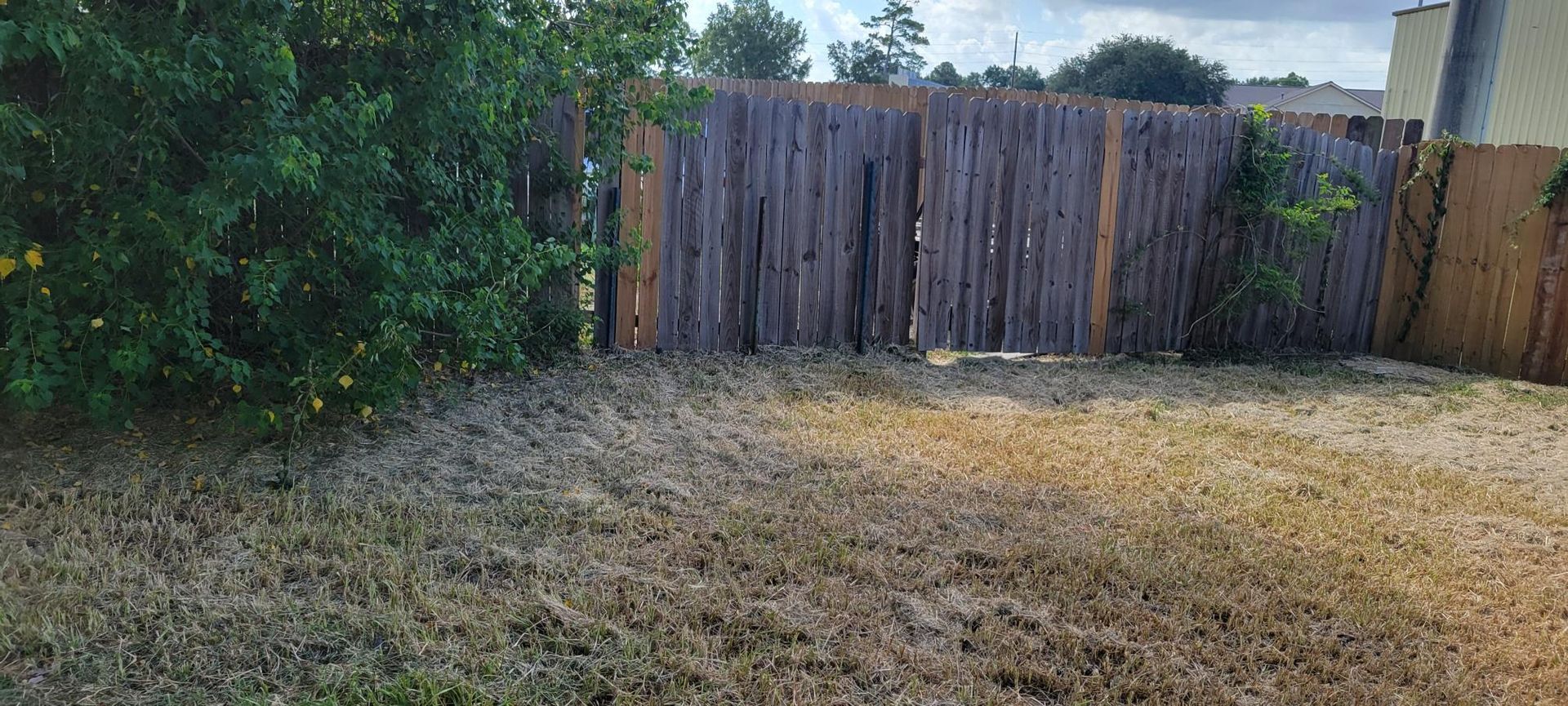 A backyard with a brown fence and dry, brown grass. Green foliage to the left. Overcast day.