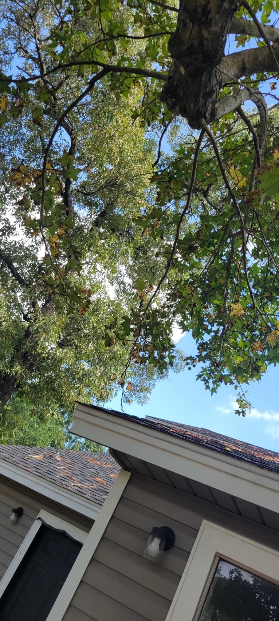 Tree canopy above a house, with green leaves, blue sky, and brown roof.