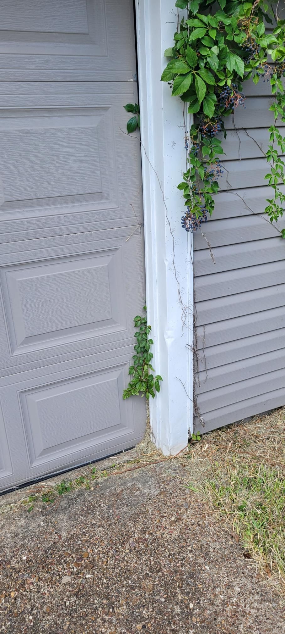Garage door with vines growing along a support column and the side of the door.