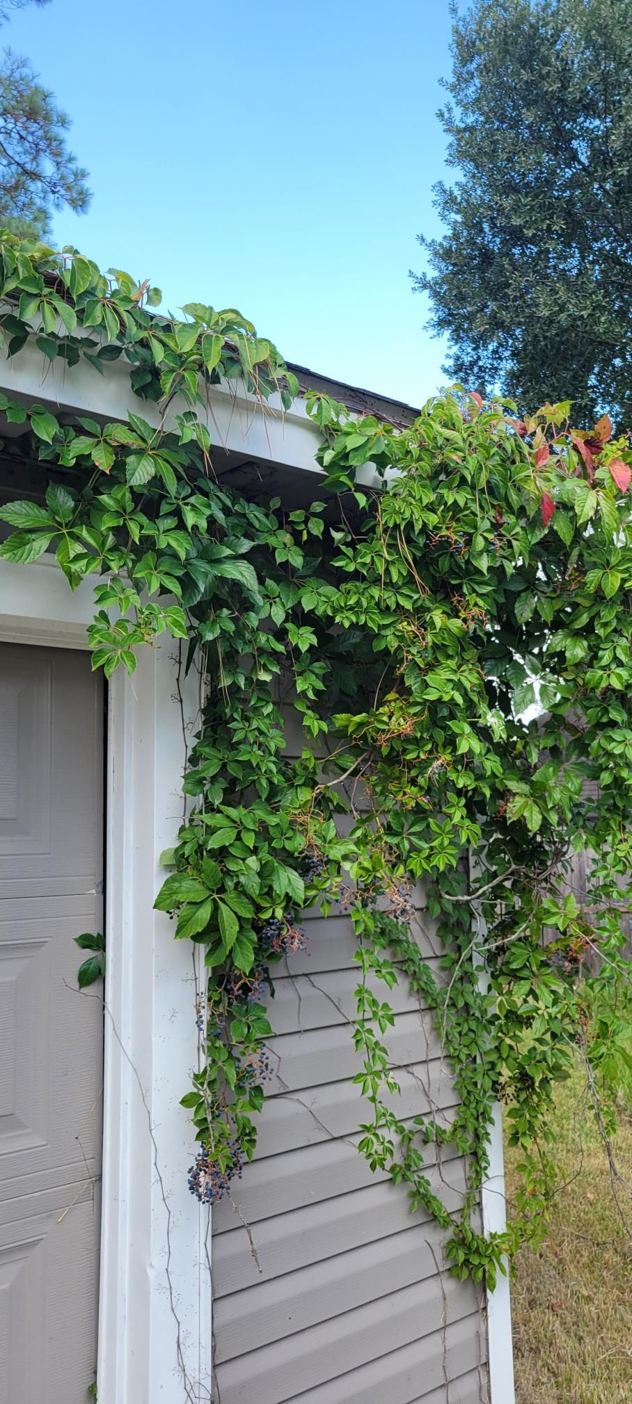 Green vines climbing up a building with blue sky in the background.