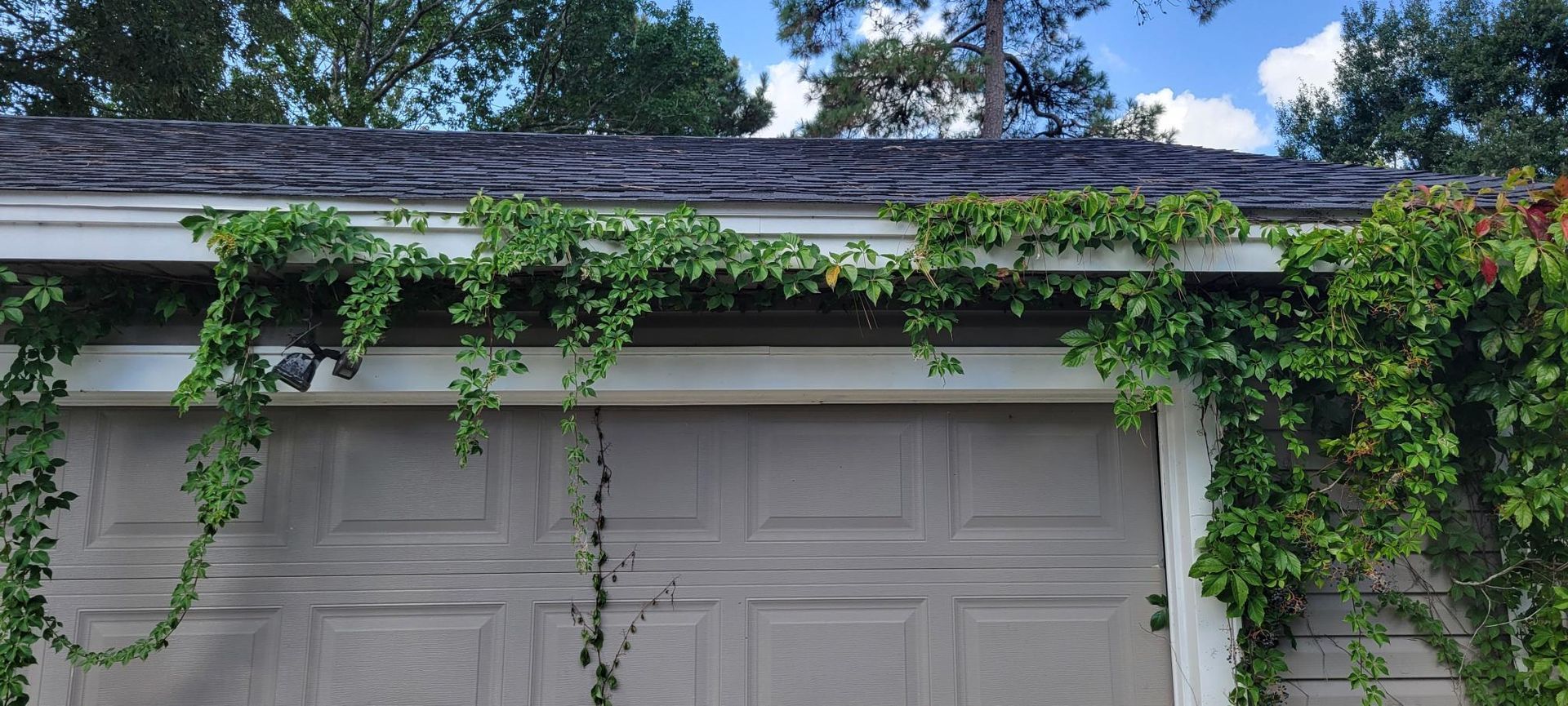 Green vines growing on a garage roof and gutter. Grey garage door, trees in the background.
