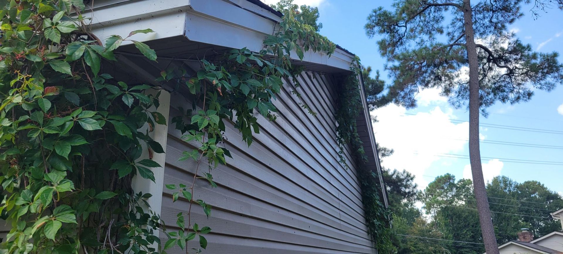 Green vines climb a gray-sided building with a white trim. A tall tree stands in the blue sky.