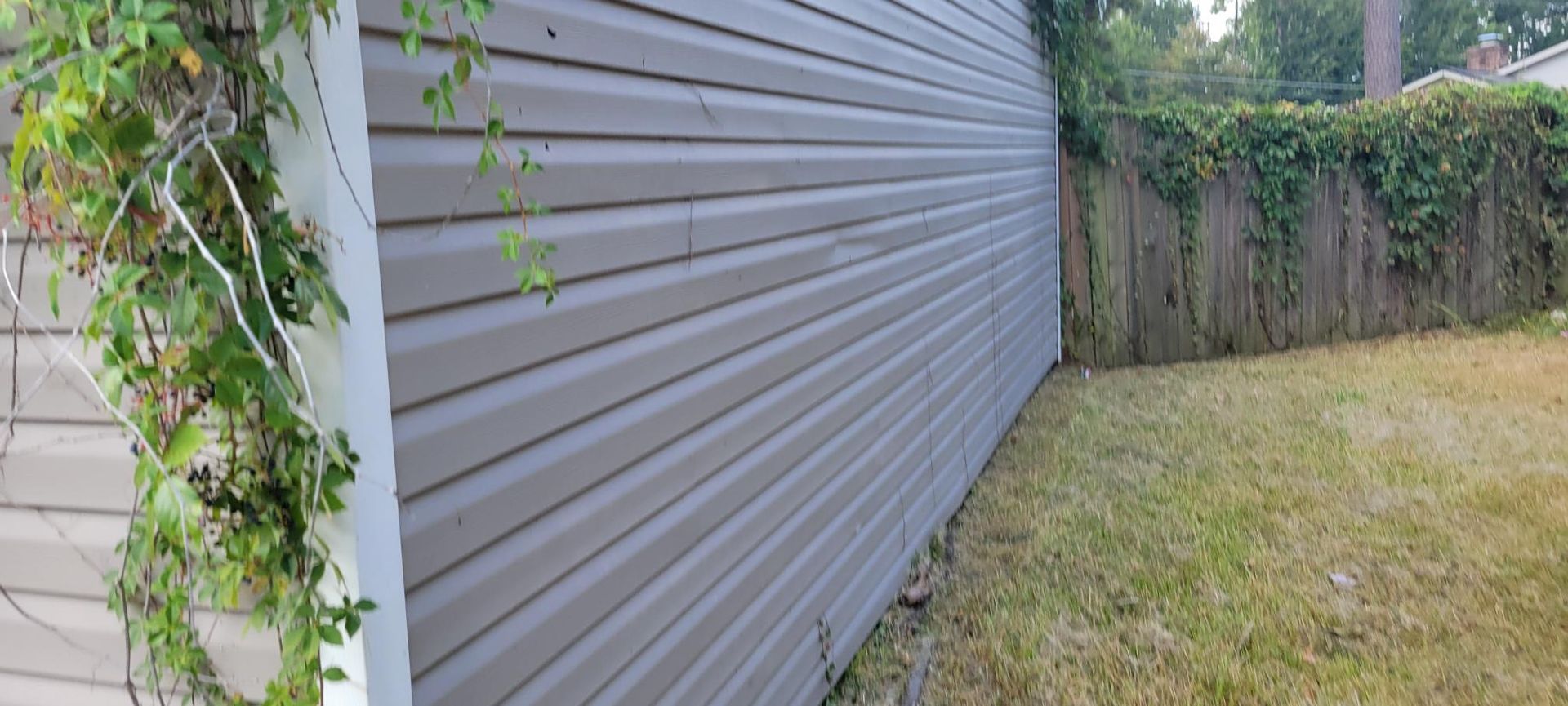 Gray siding on a building with a grassy yard and wooden fence. Ivy grows along the building's edge.