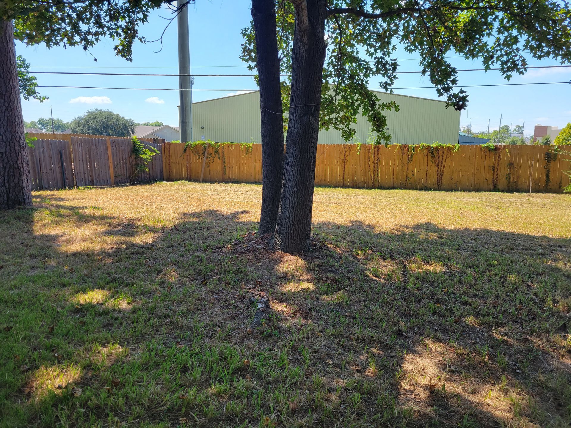 Lawn with two trees in the center, brown fence in the background, blue sky.