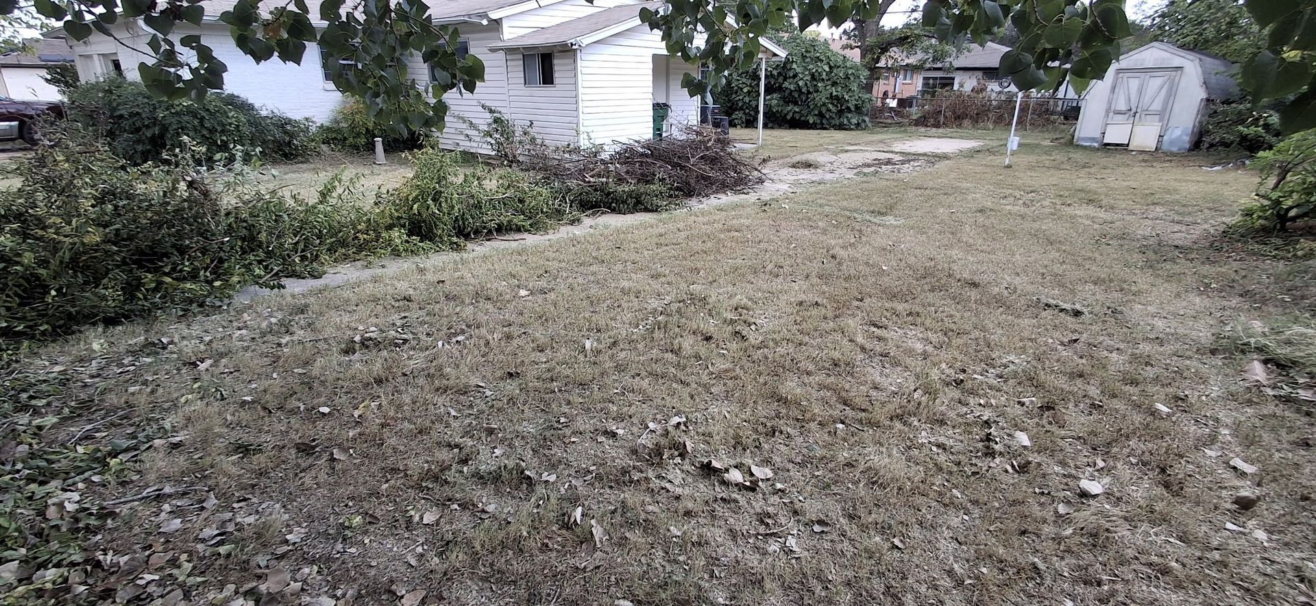 A dry lawn in front of a white house and shed, with some bushes and trees.