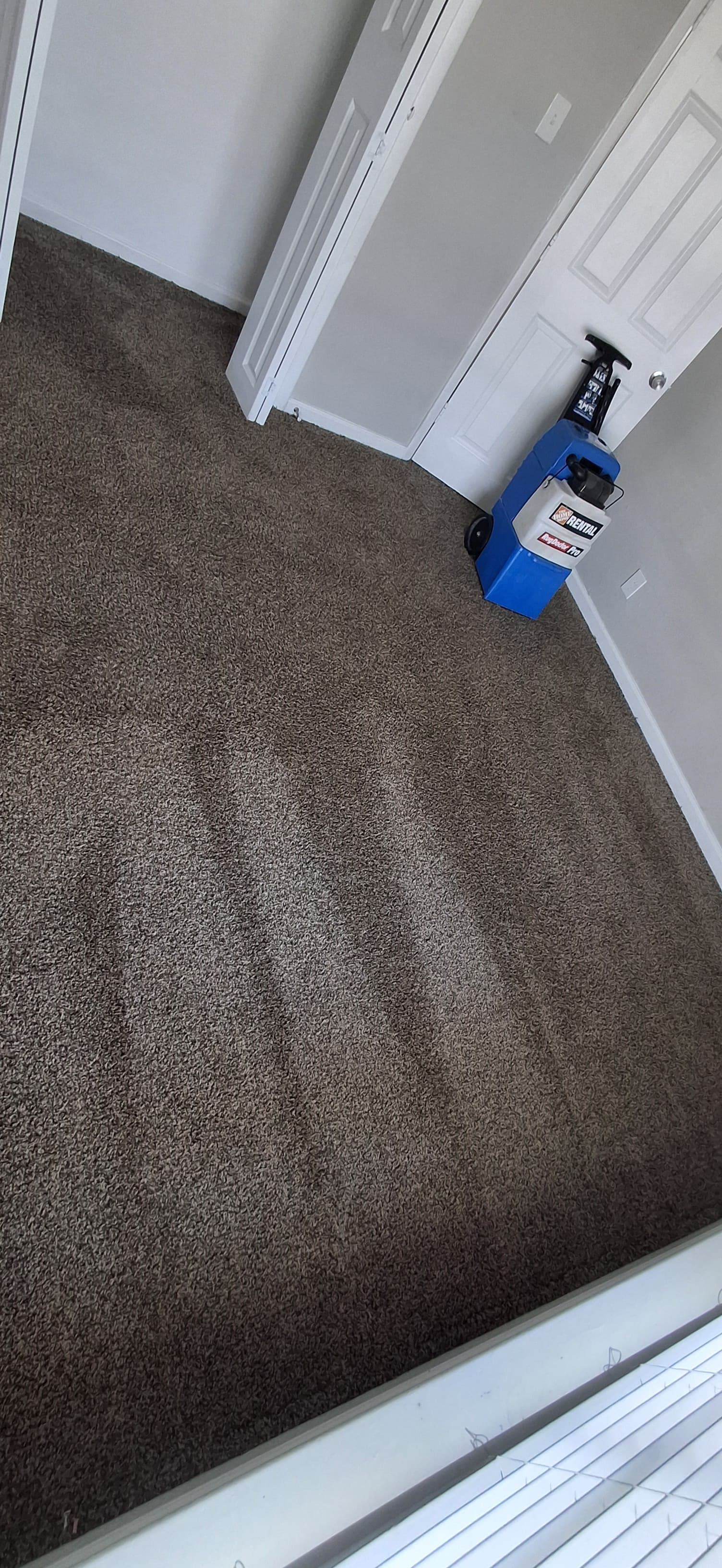 A carpeted room being cleaned by a blue carpet cleaning machine, the carpet is a speckled brown.