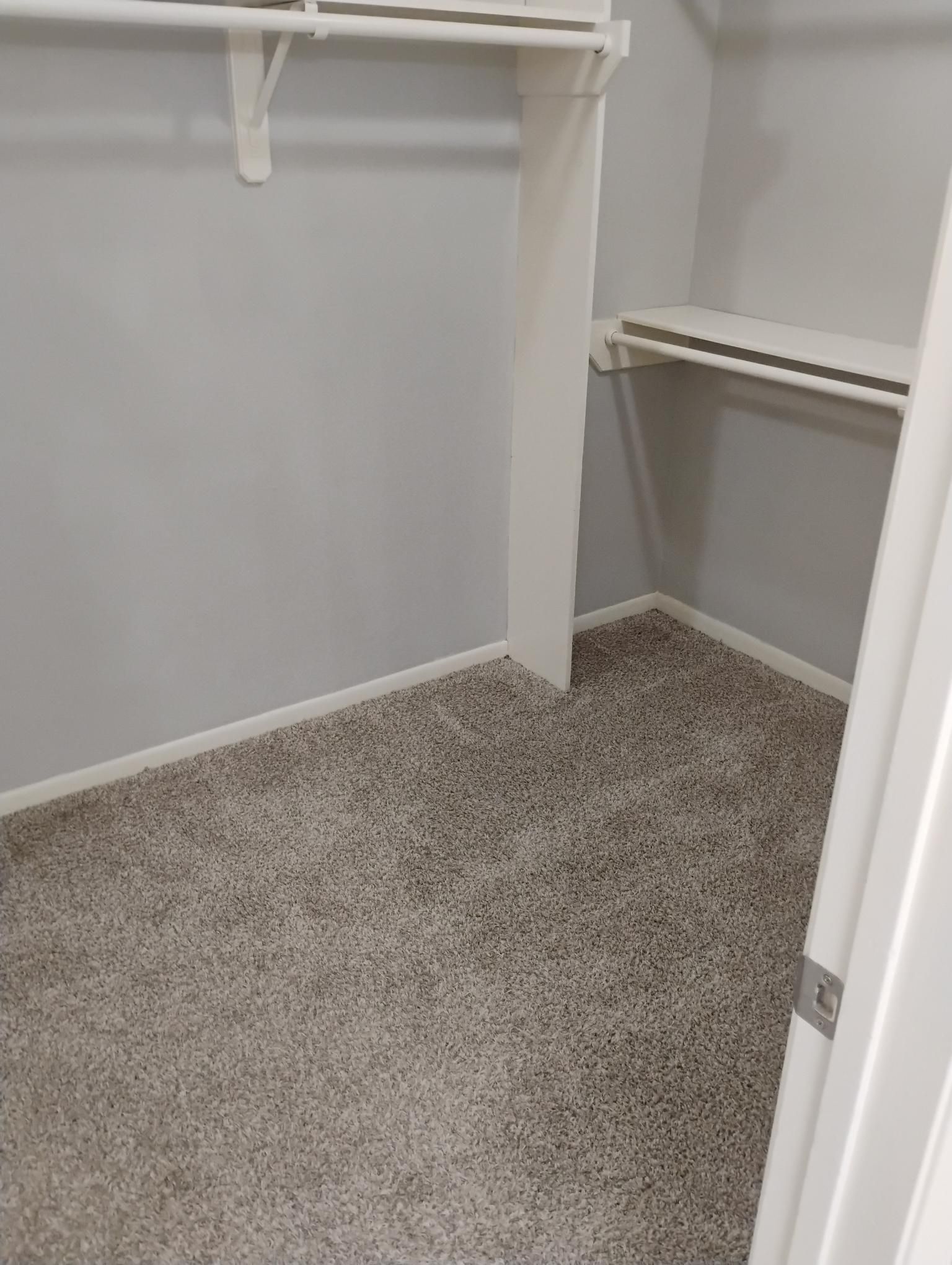 Empty walk-in closet with gray walls, white shelves, and carpeted floor.