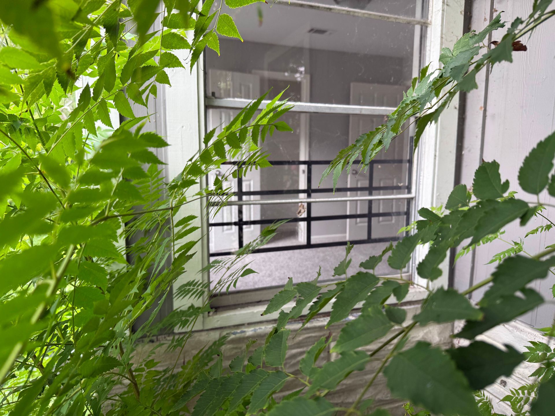 Green leafy foliage frames a window with a security bar and interior view.