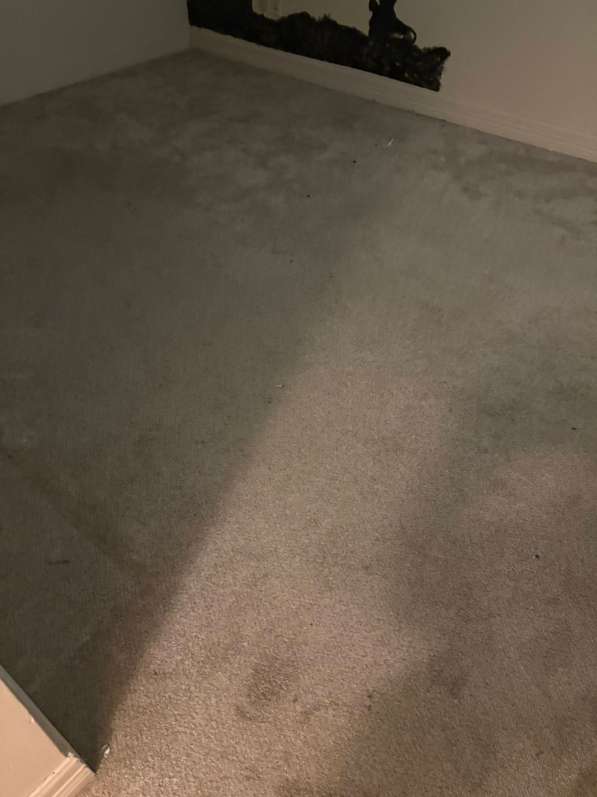 Gray carpeted room; peeling black wall, neutral light.