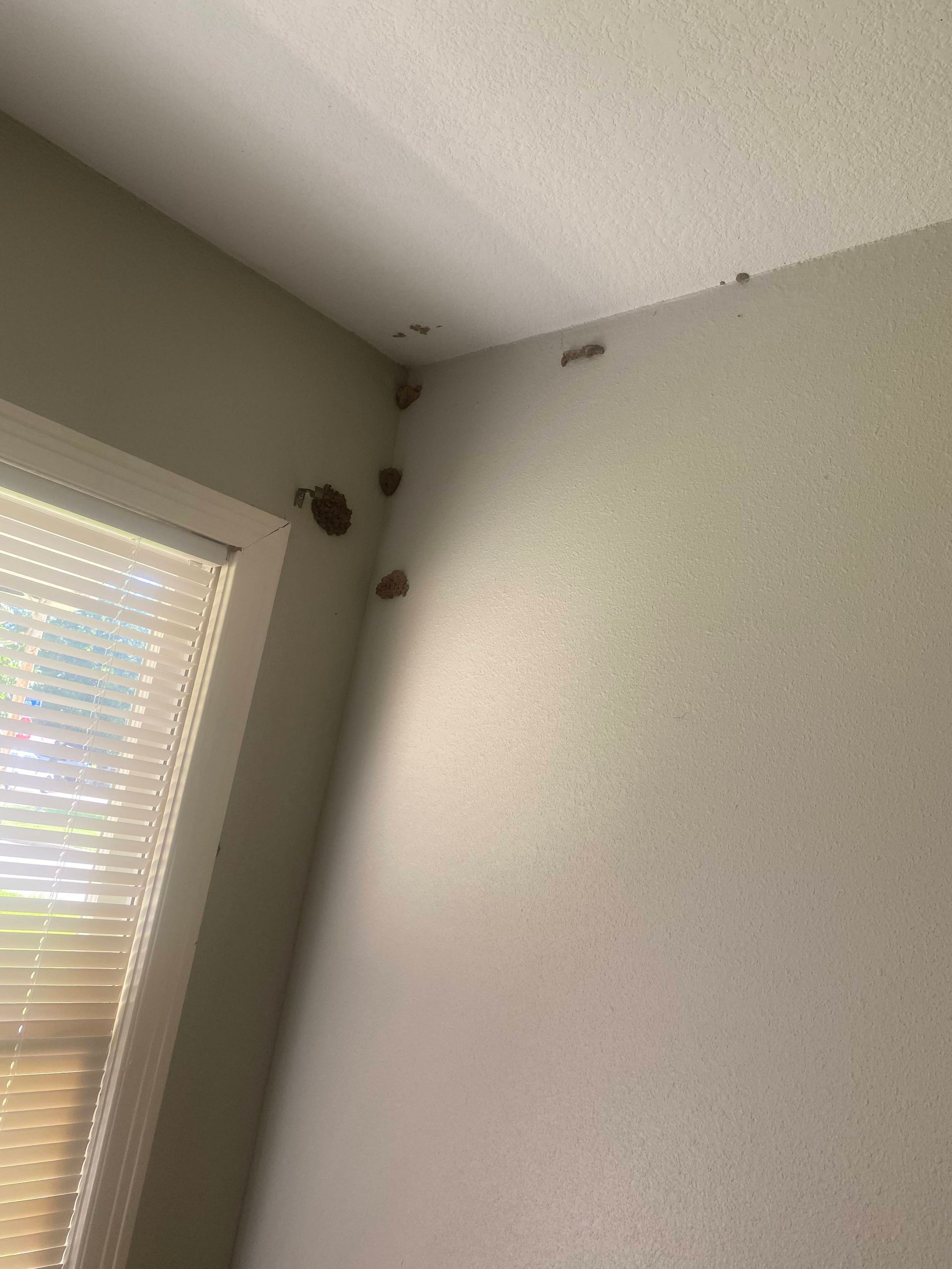 Brown wasp nests clustered in a corner of a room, near a window. Beige walls and ceiling.