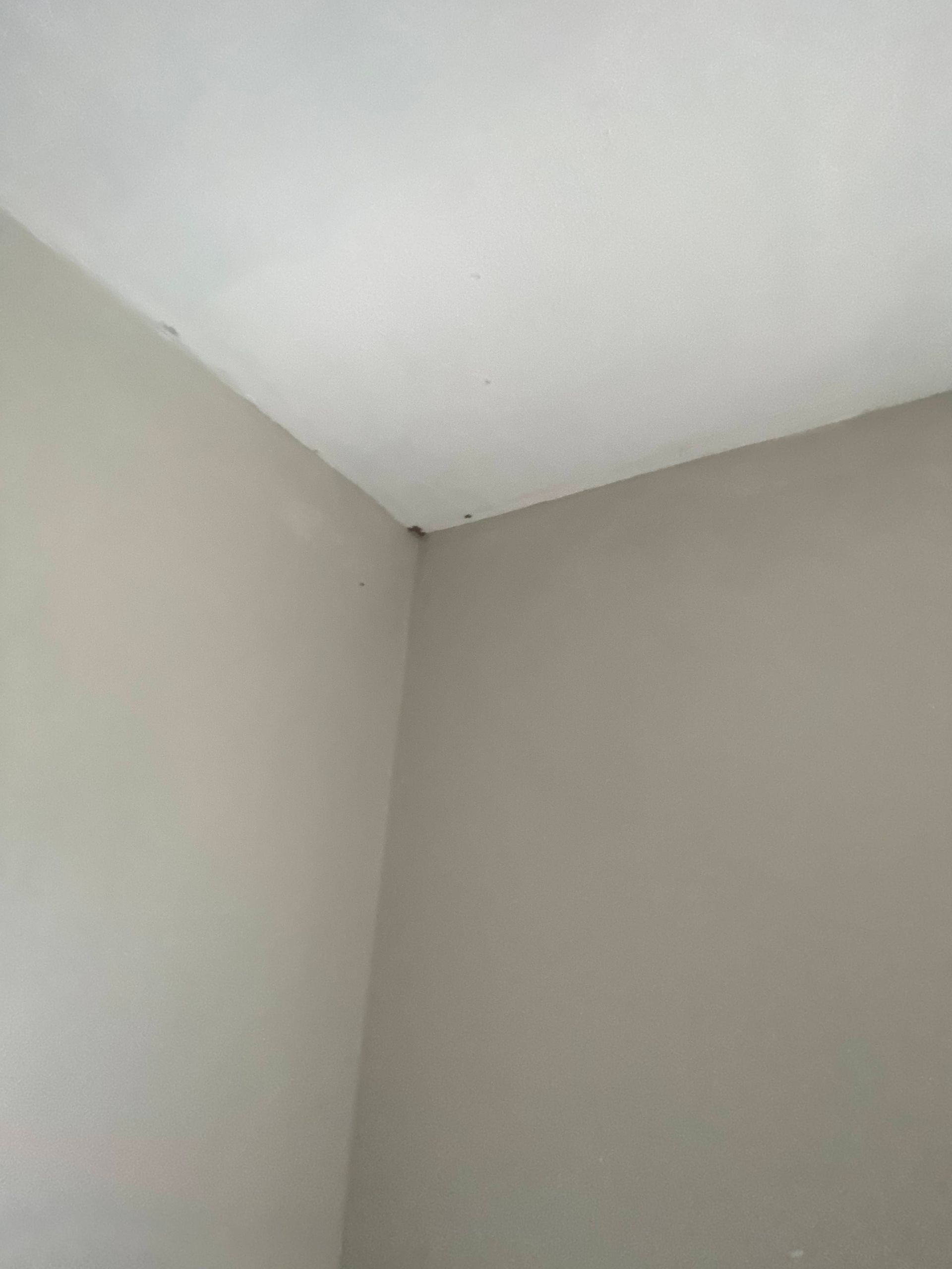Corner of beige walls meeting a white ceiling.