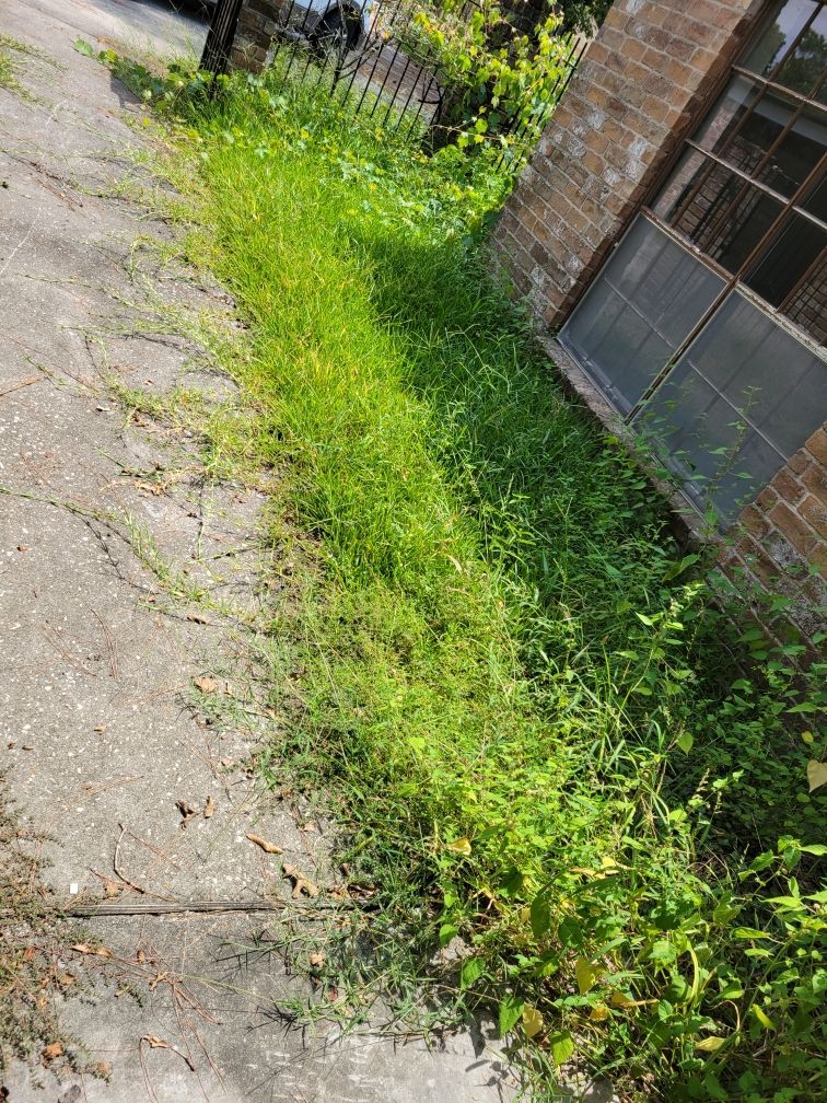 Overgrown weeds between concrete path and brick building with window.