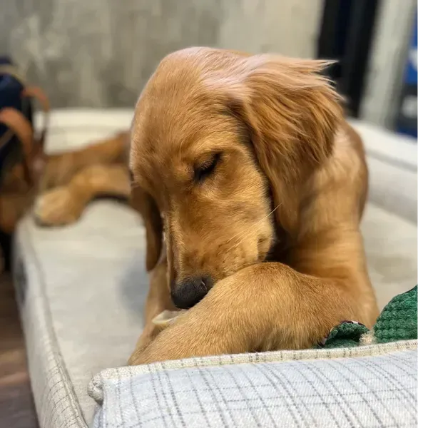 Golden Retriever puppy resting on a bed, chewing on something, with closed eyes.