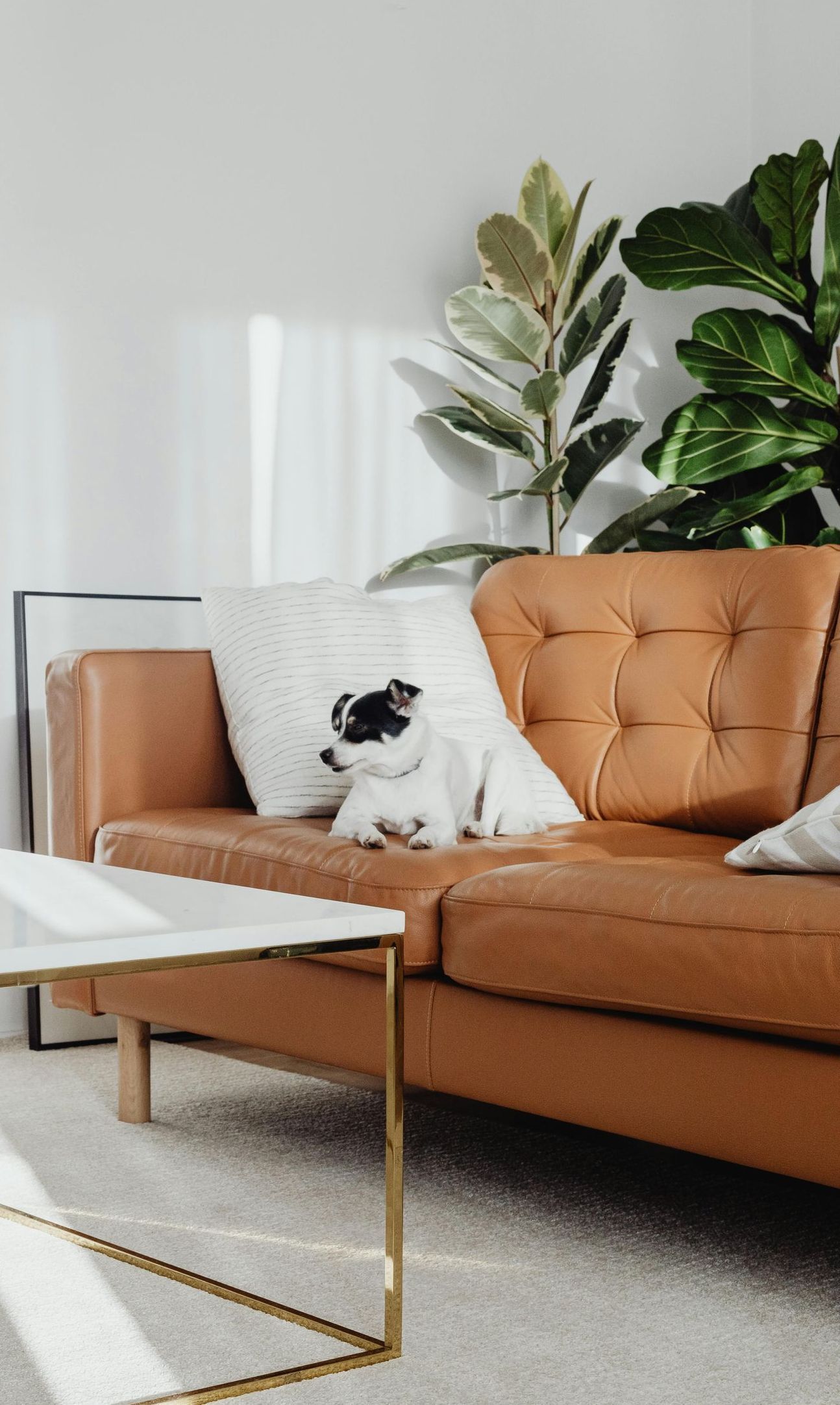 A dog is laying on a brown leather couch in a living room.