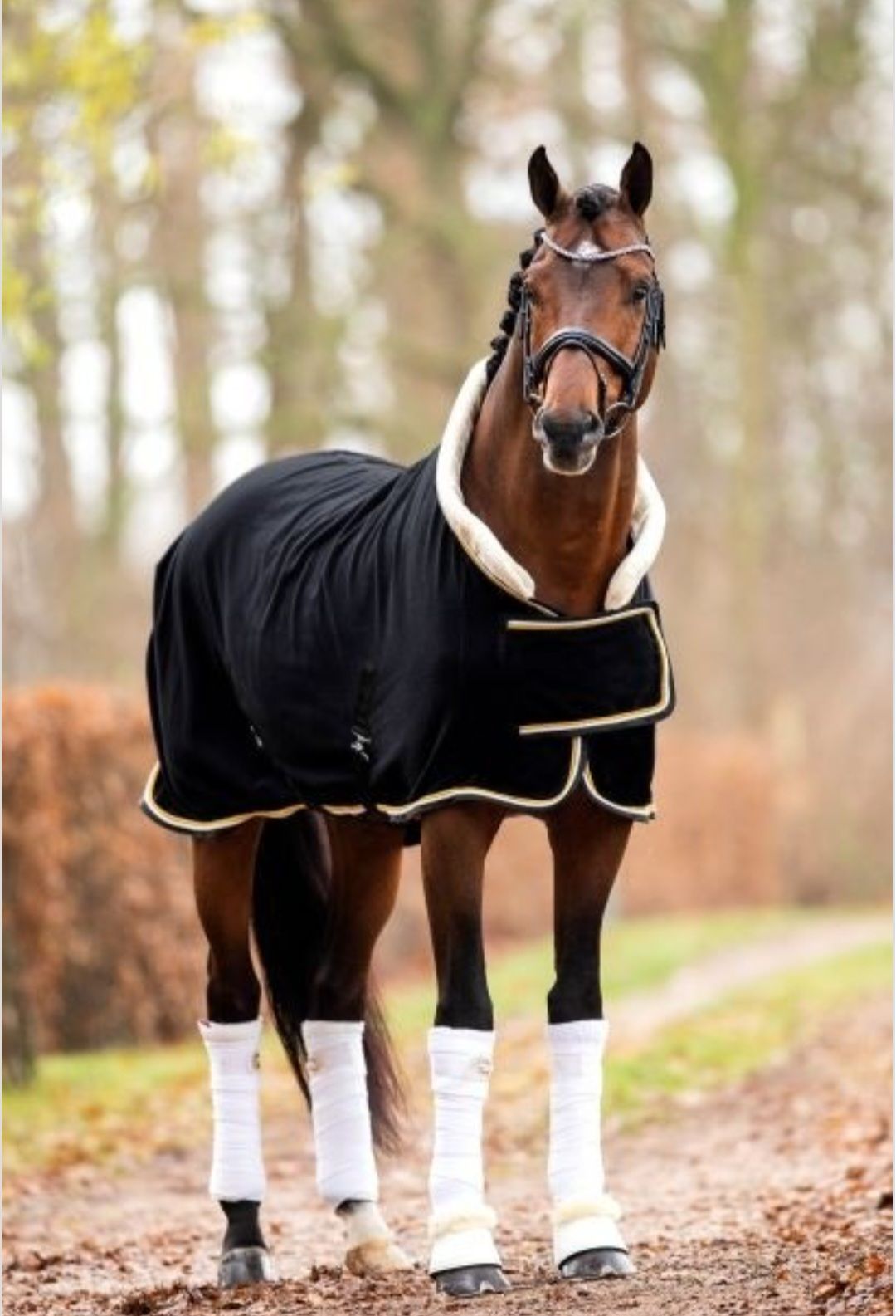 Zwart paard met een zwarte deken met beige bies en een Nederlands vlaglogo, staat in een weiland.